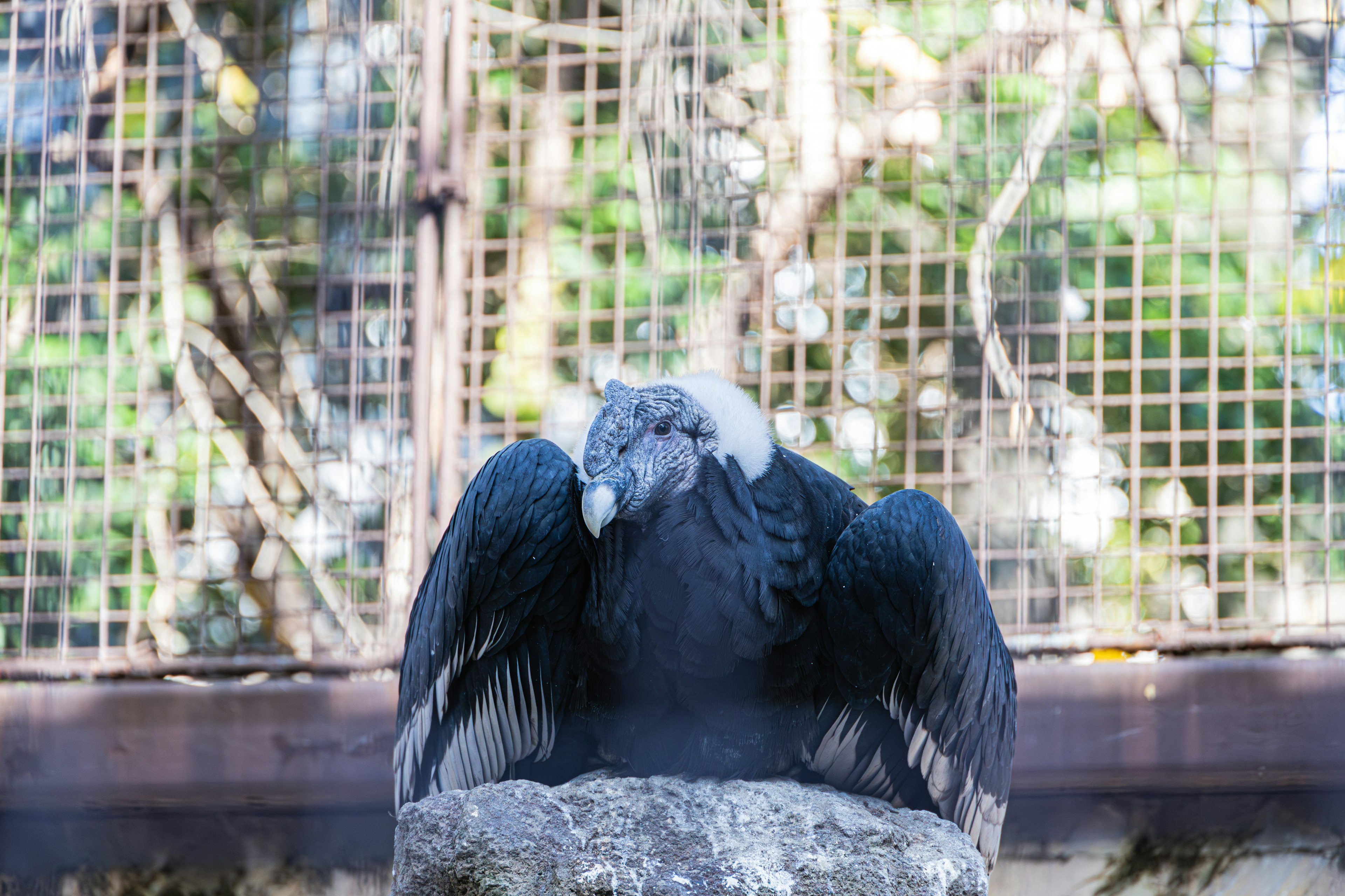 A black-feathered condor perched on a stone