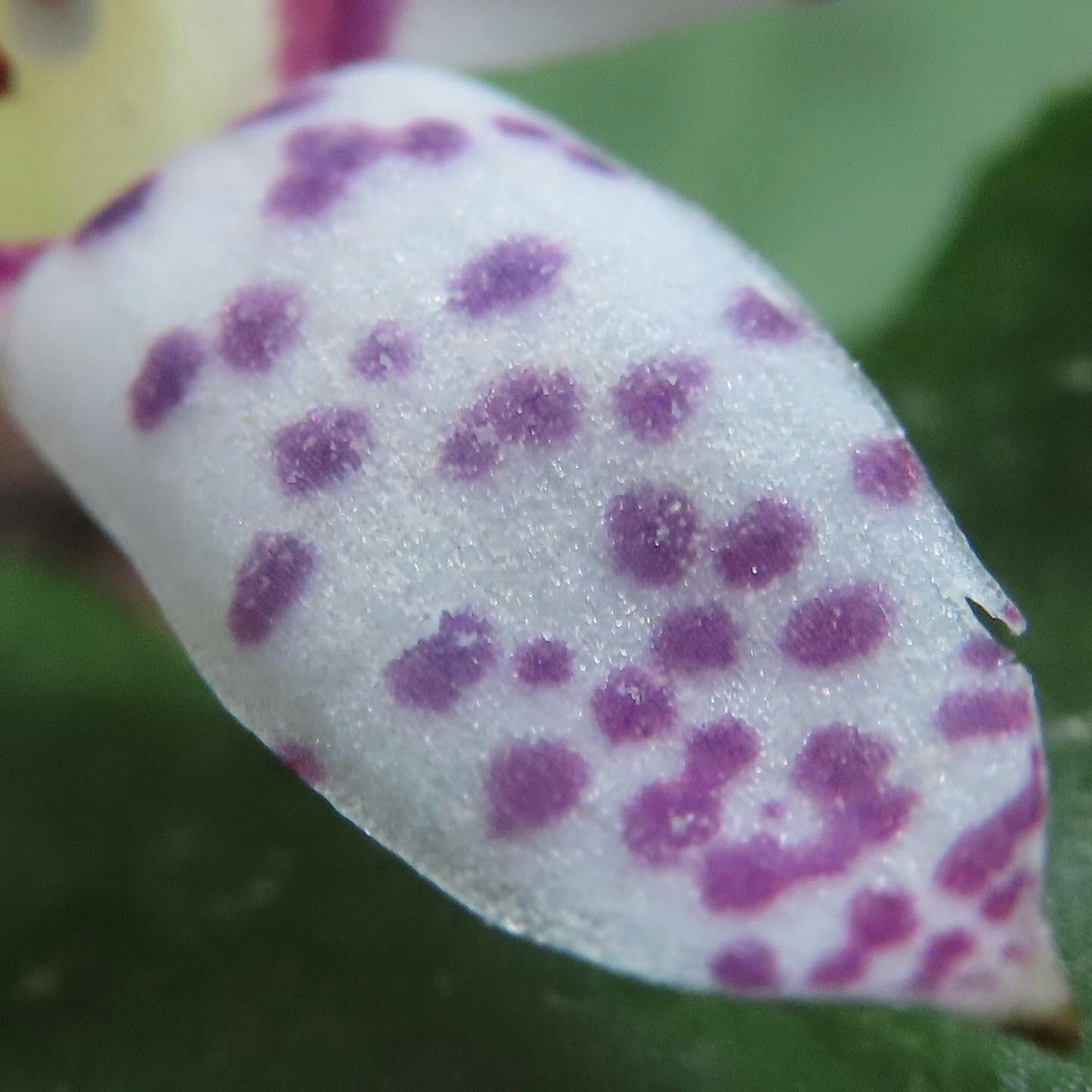 白い花びらに紫の斑点がある植物のマクロ写真