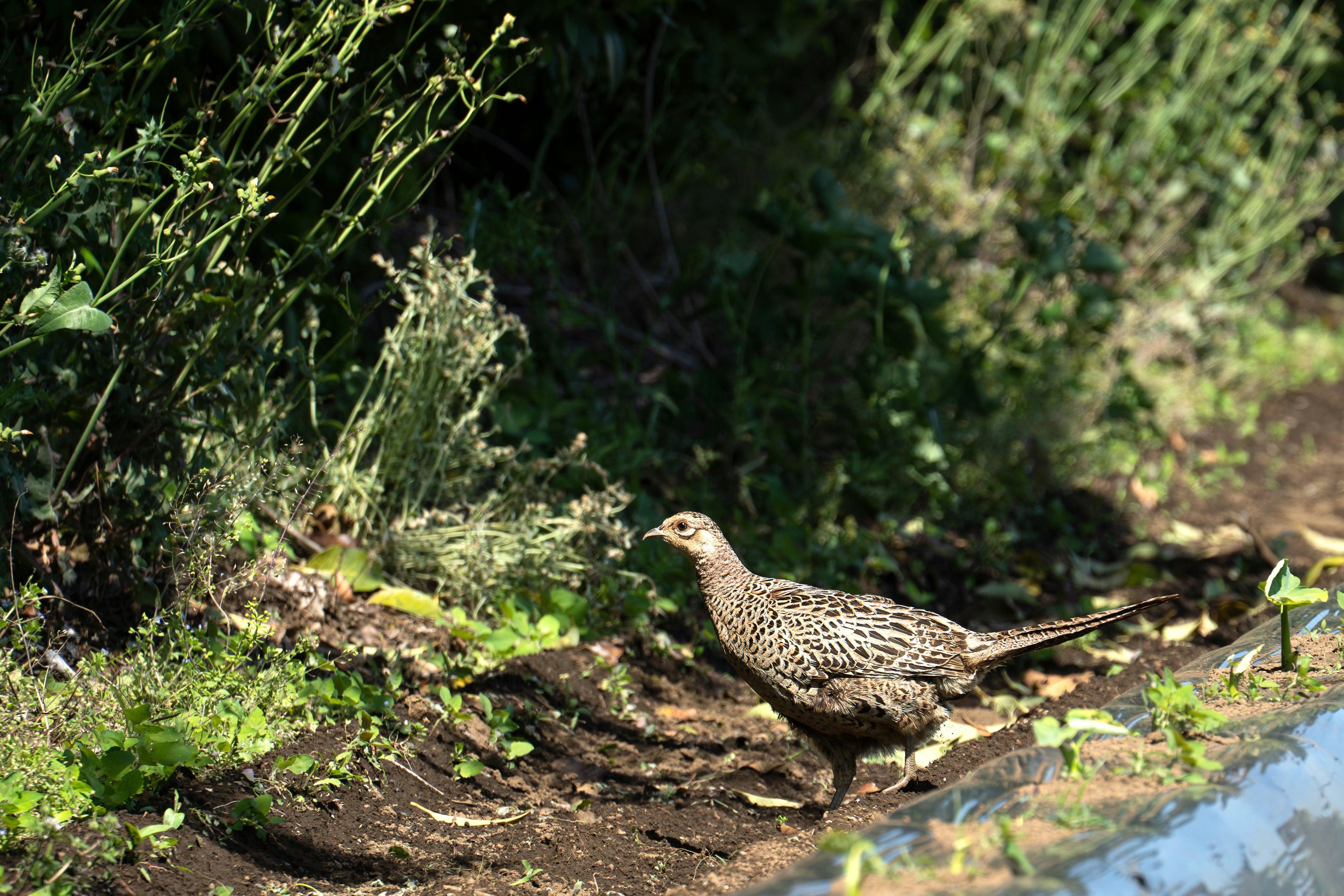 Ein Vogel, der durch ein grasbewachsenes Gebiet in der Nähe von Wasser geht