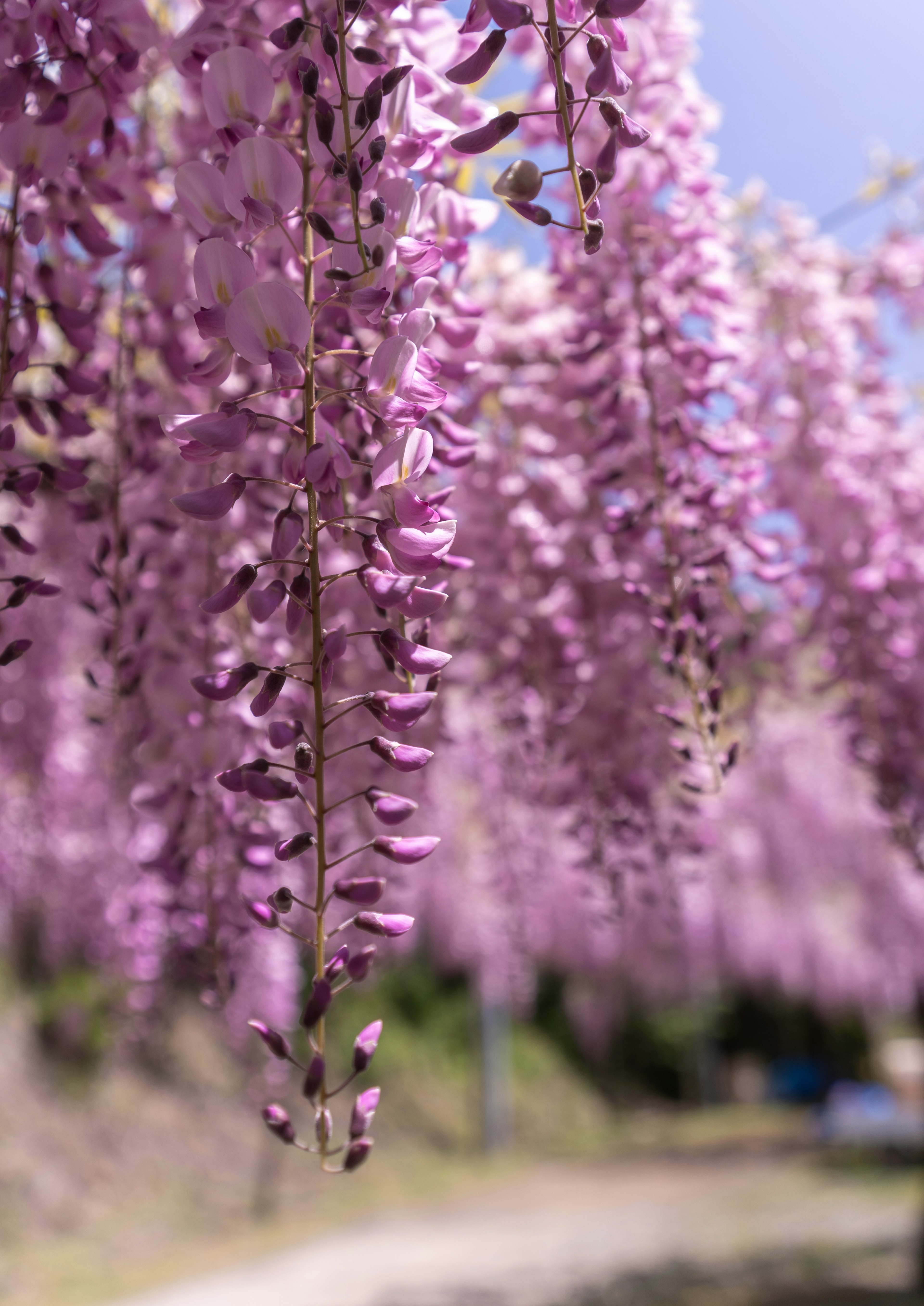 Bunga wisteria yang indah menggantung dalam pemandangan