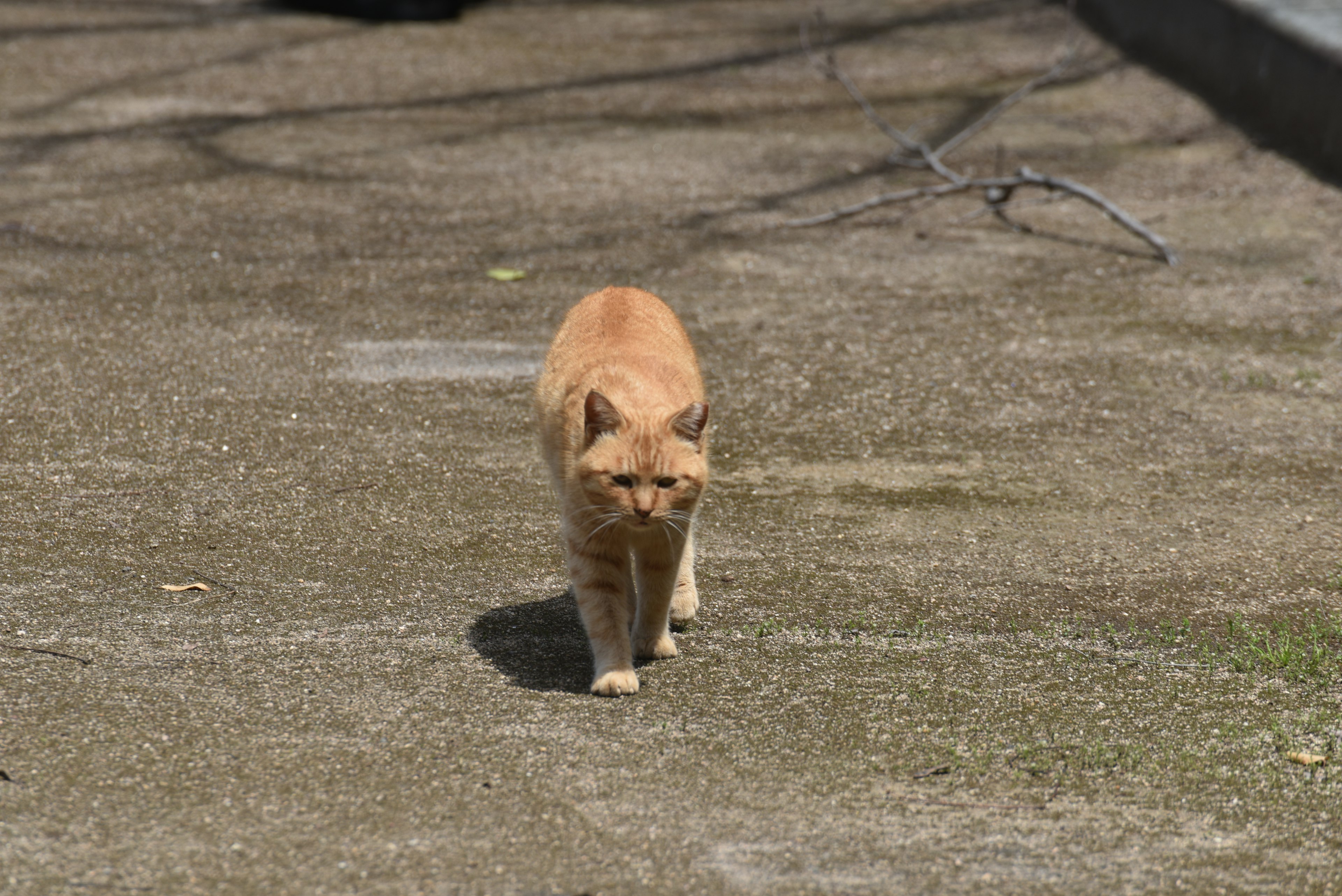 Un chat orange marchant sur une surface en béton