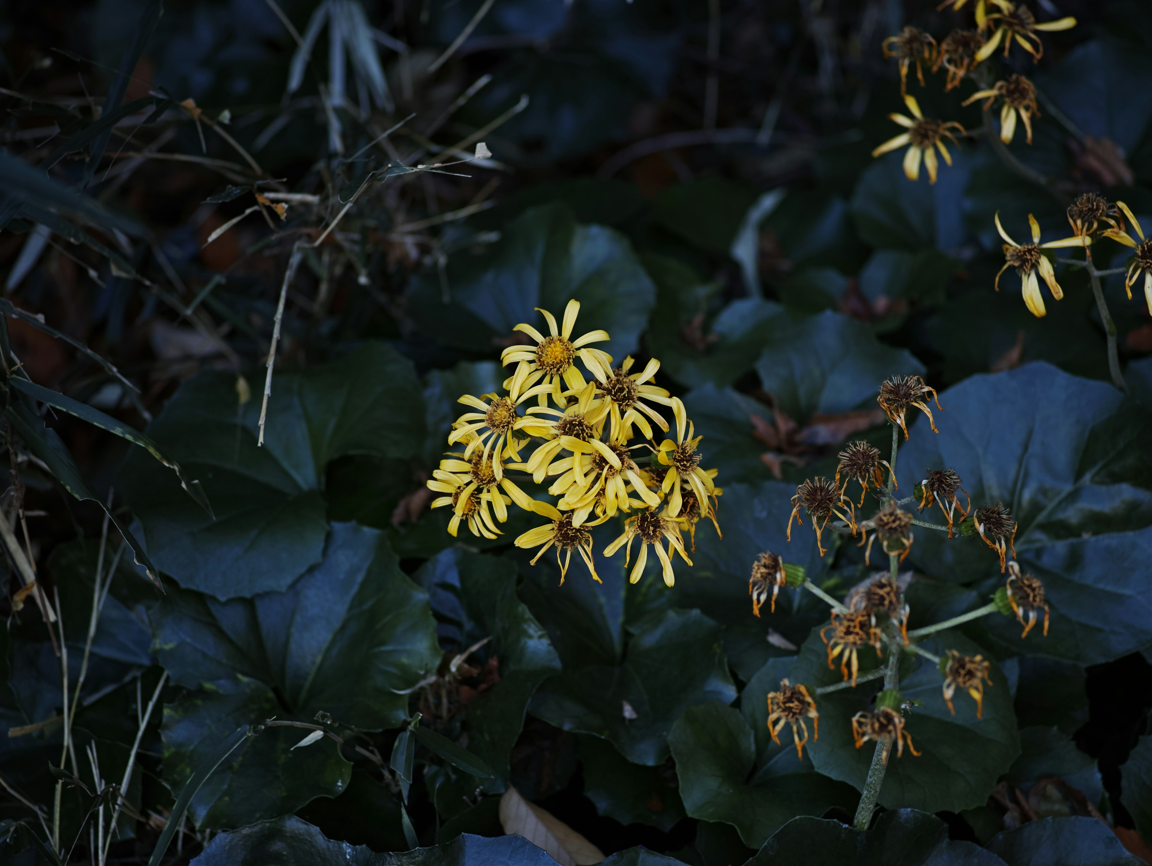 Fleurs jaunes s'épanouissant sur un fond sombre