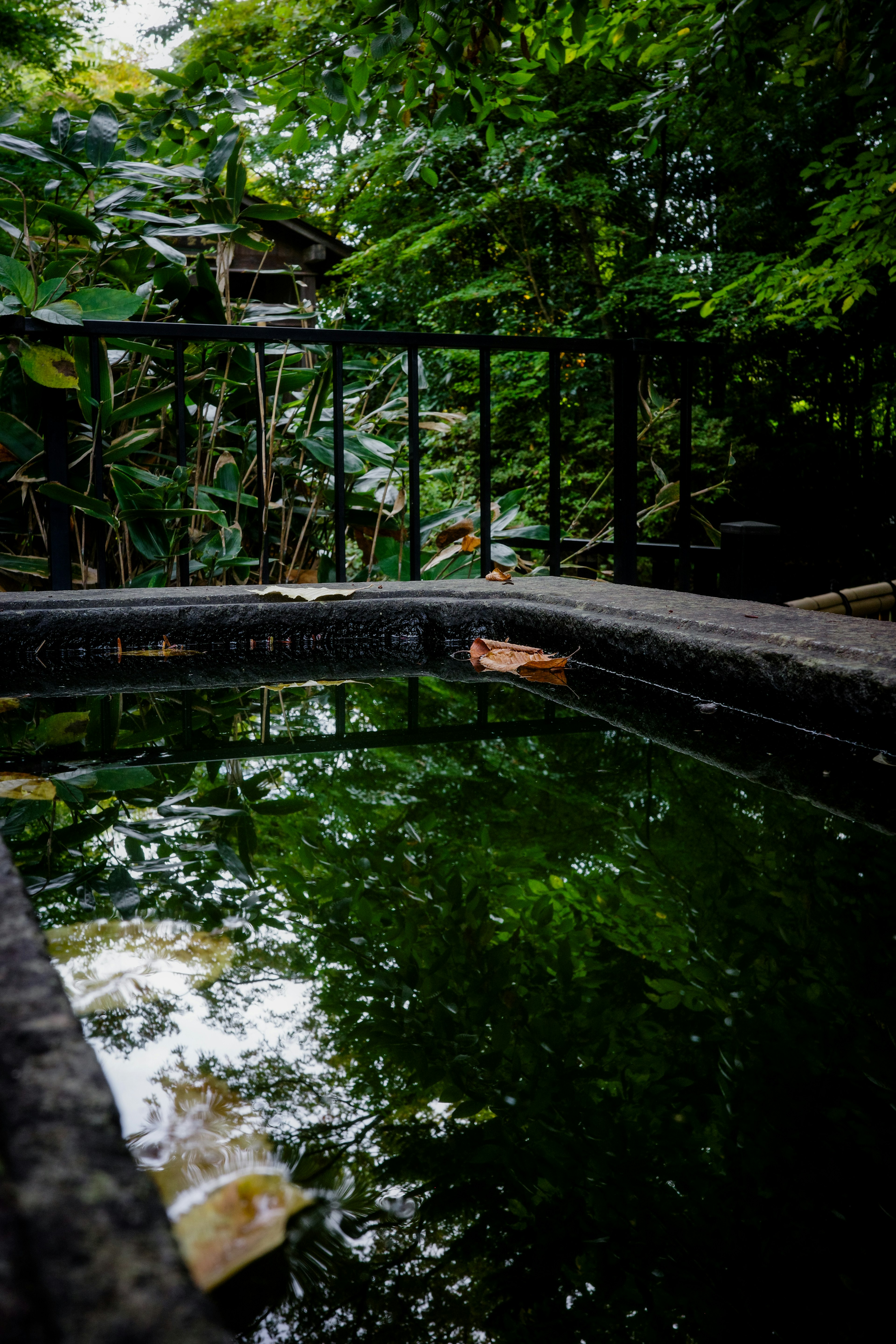A pond surrounded by lush greenery reflecting the surrounding plants