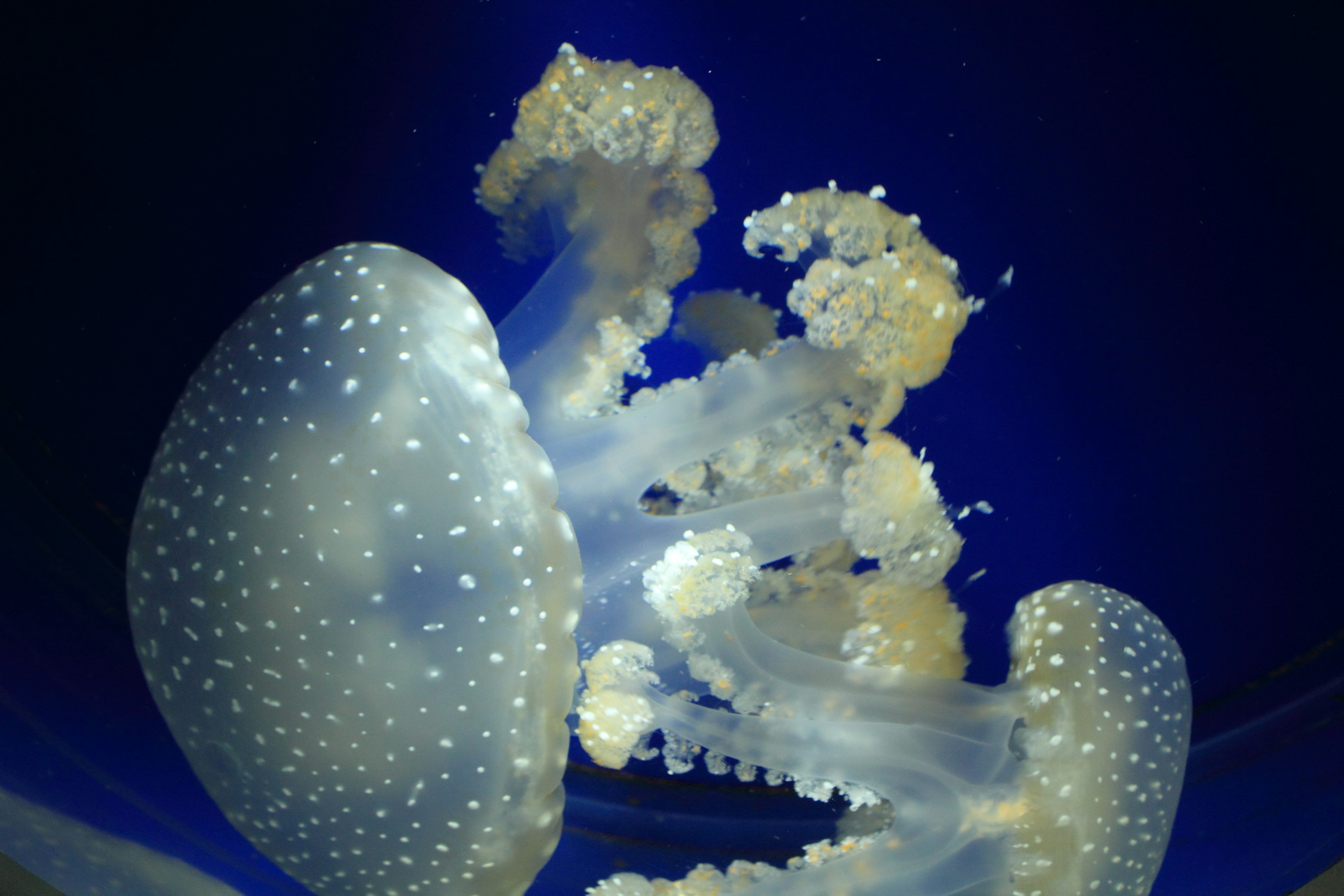 A beautiful group of jellyfish floating against a blue background