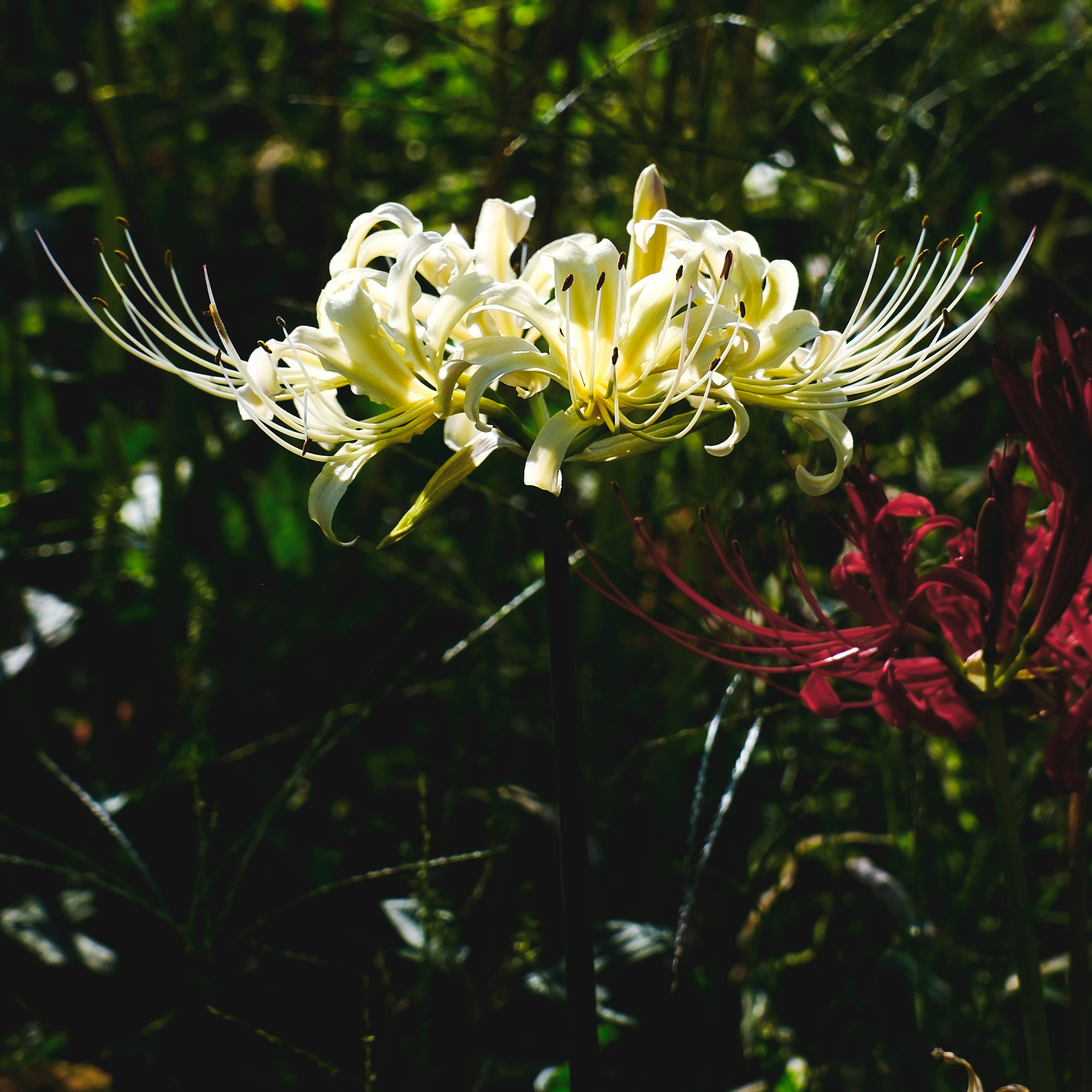 Un fiore bianco con petali lunghi si staglia su uno sfondo scuro