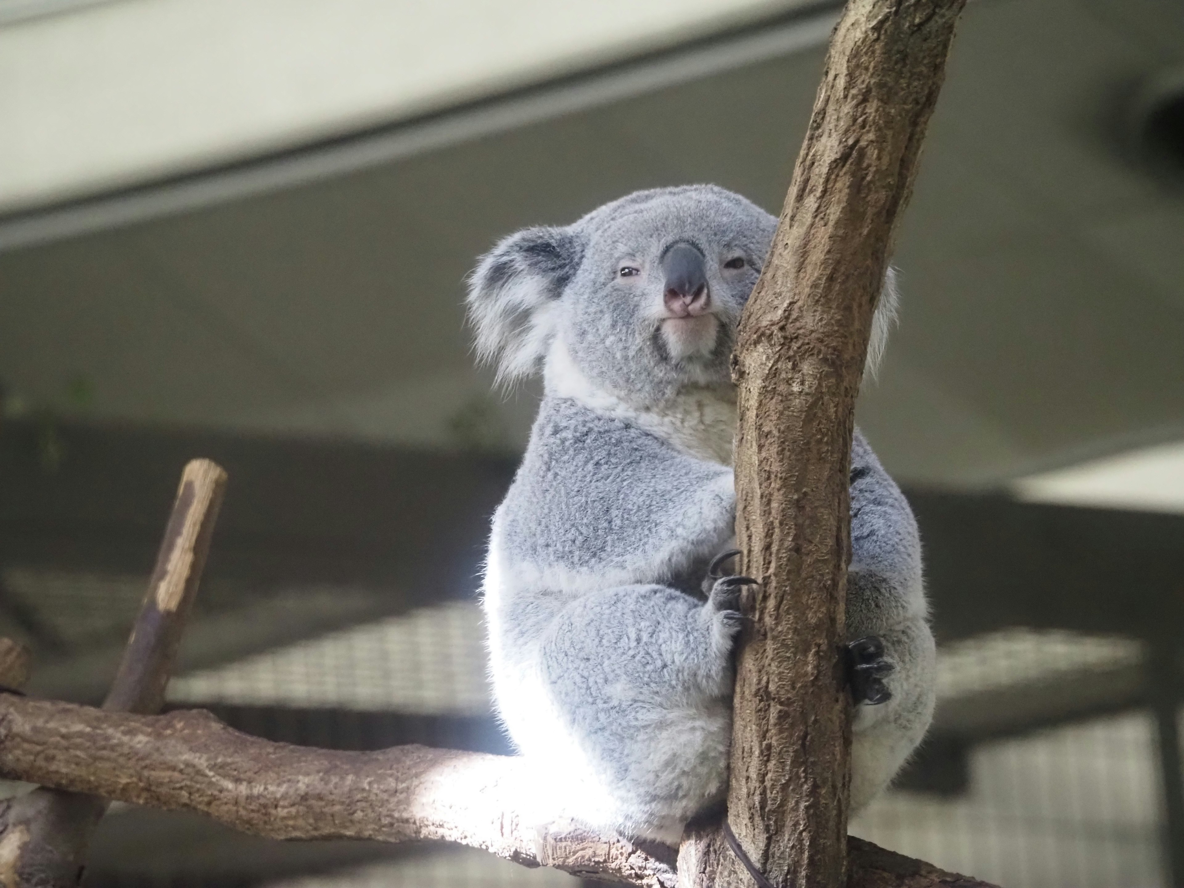 Ein süßes Koala, das auf einem Ast sitzt