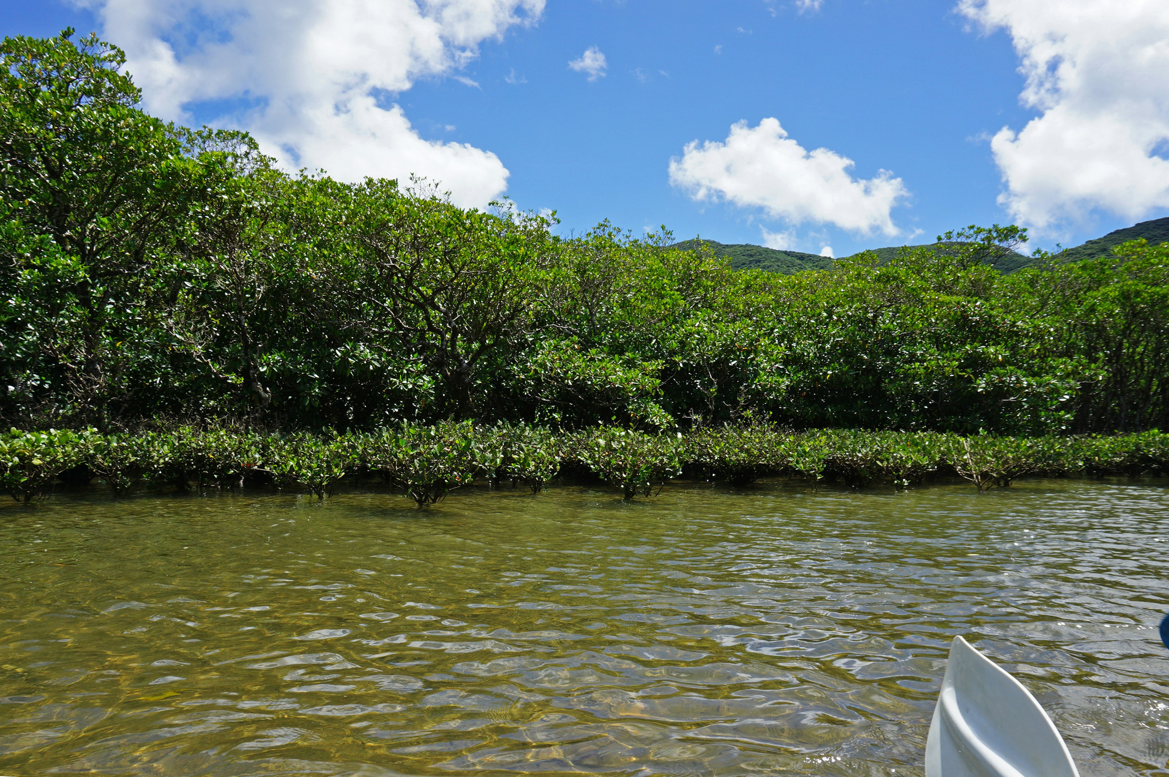 Scenic view of a river bordered by lush green mangroves under a blue sky