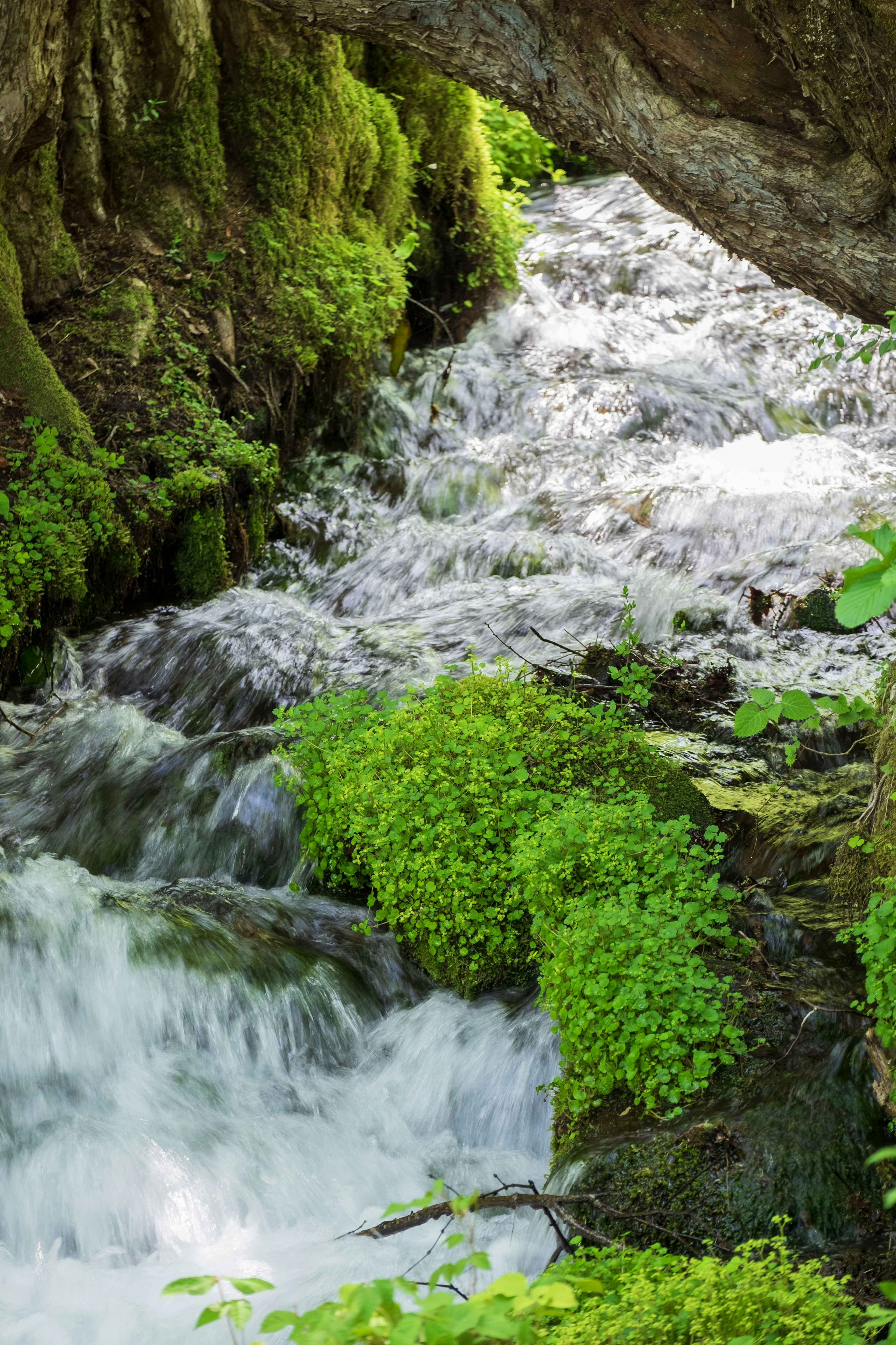 Fließender Bach mit grünem Moos und sprudelndem Wasser