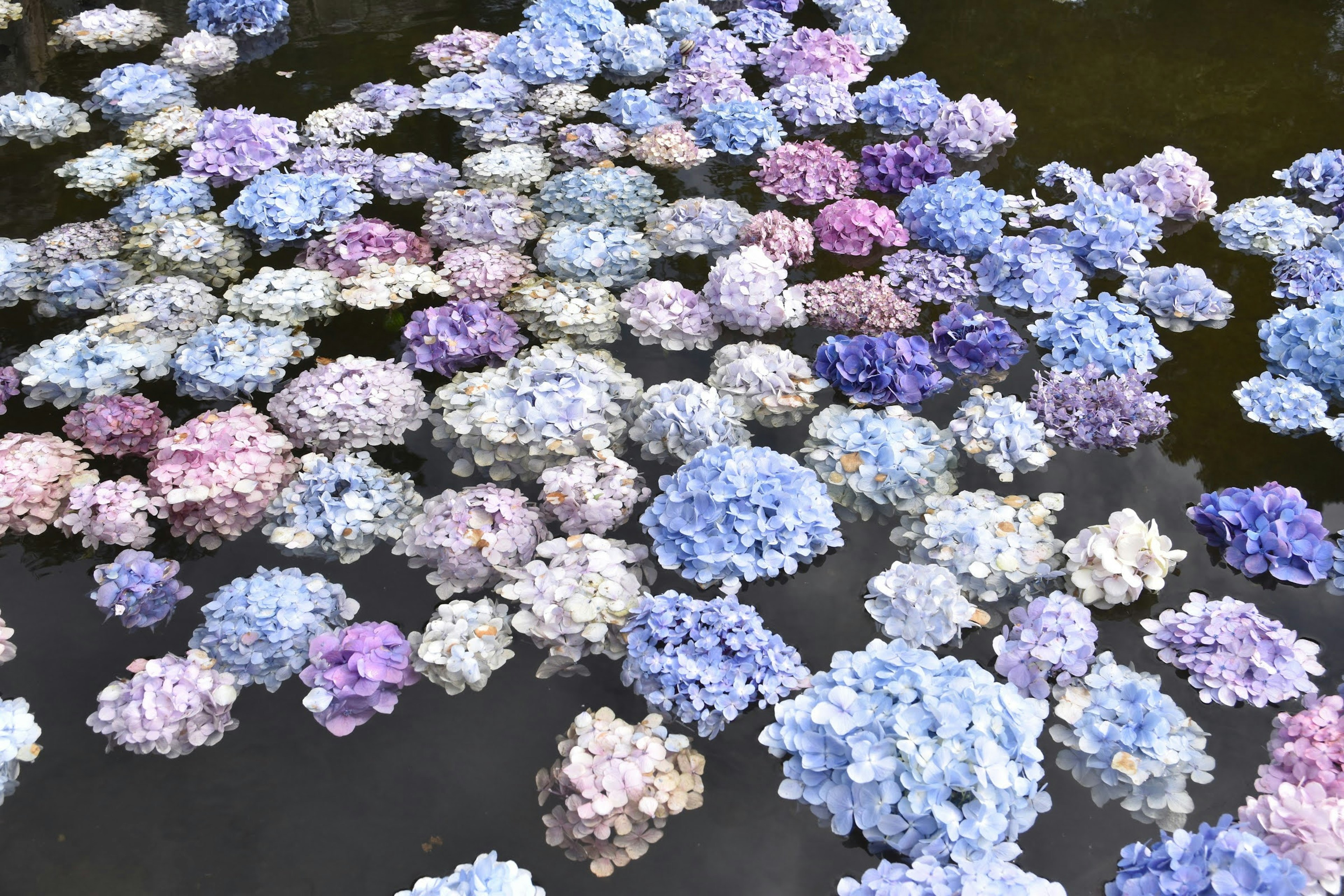 Fleurs d'hortensia colorées flottant sur l'eau diverses nuances de bleu violet et rose