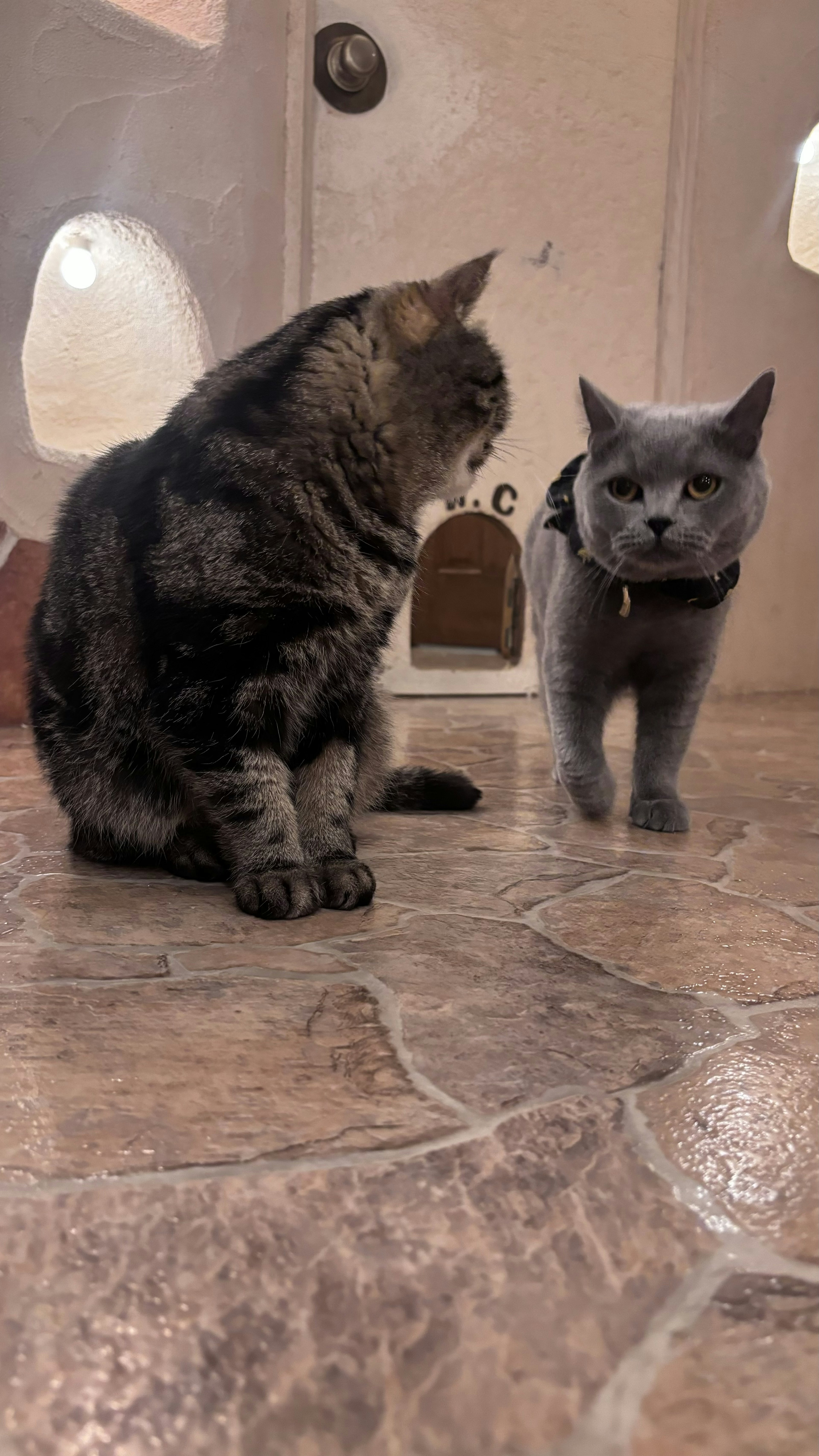 Deux chats assis sur le sol un chat gris et un chat tigré brun