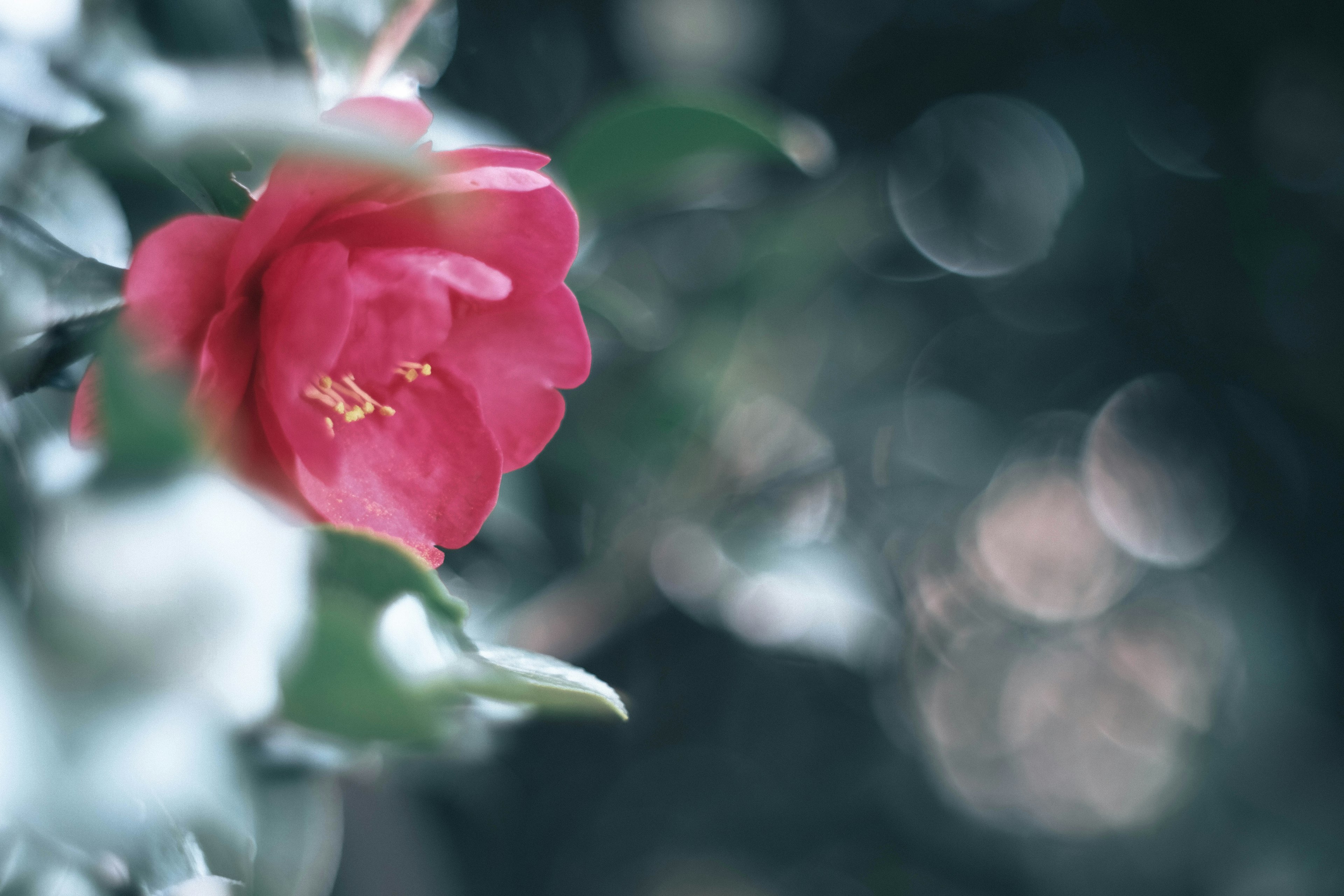 淡い背景に咲く鮮やかなピンクの花と緑の葉