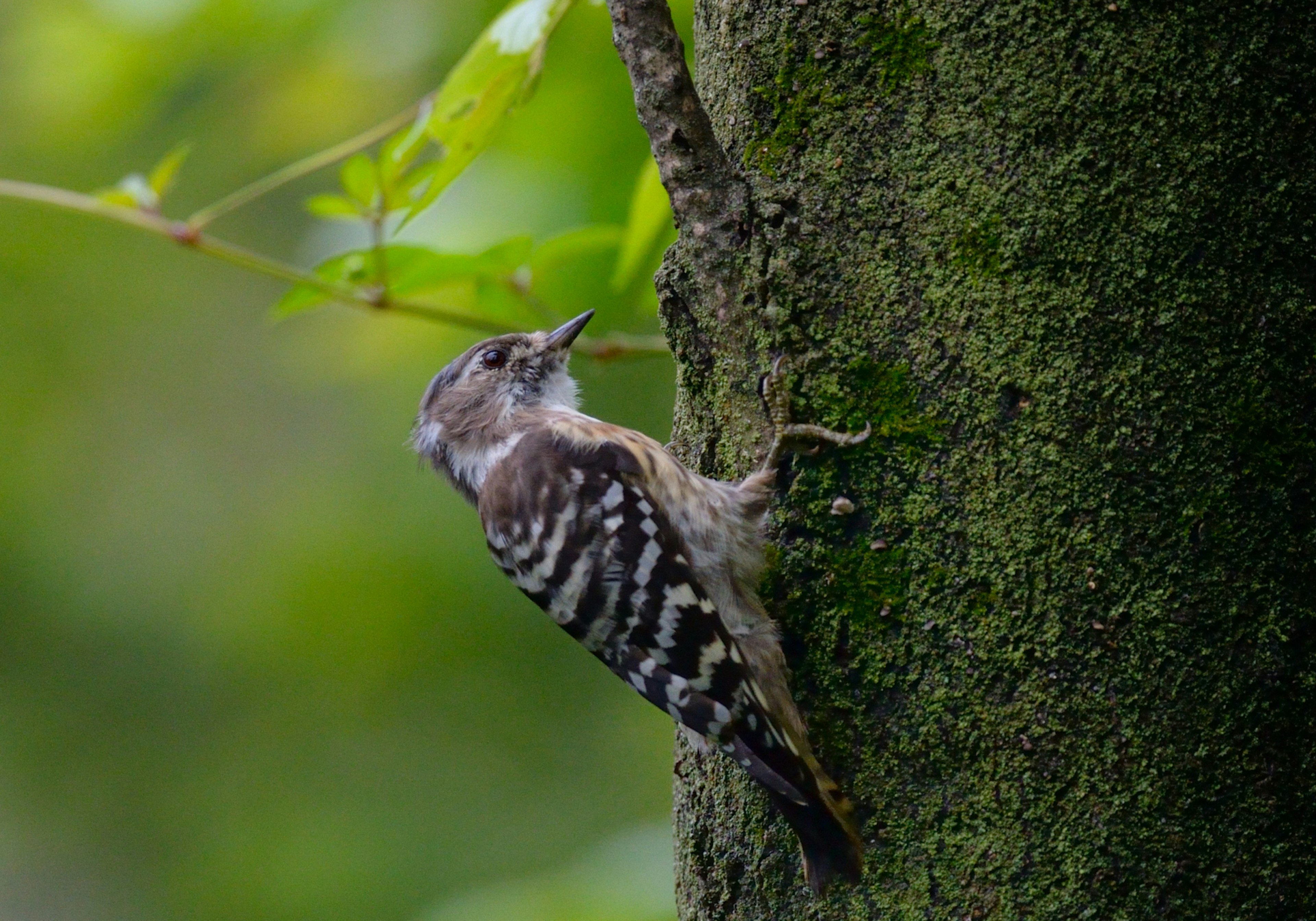 Un pequeño pájaro posado en un tronco de árbol con un fondo verde y corteza musgosa