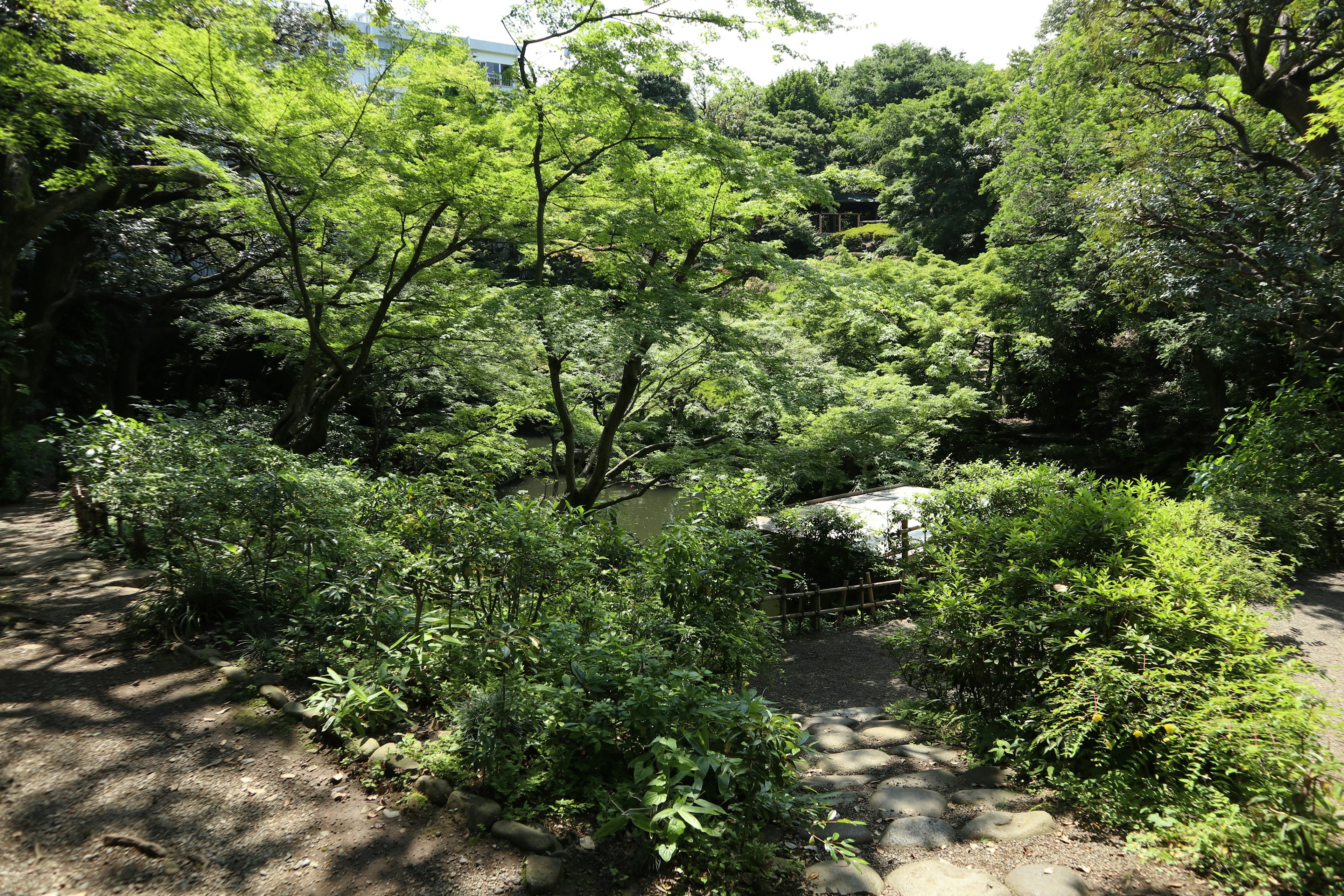 Scena di parco lussureggiante con vegetazione densa e alberi