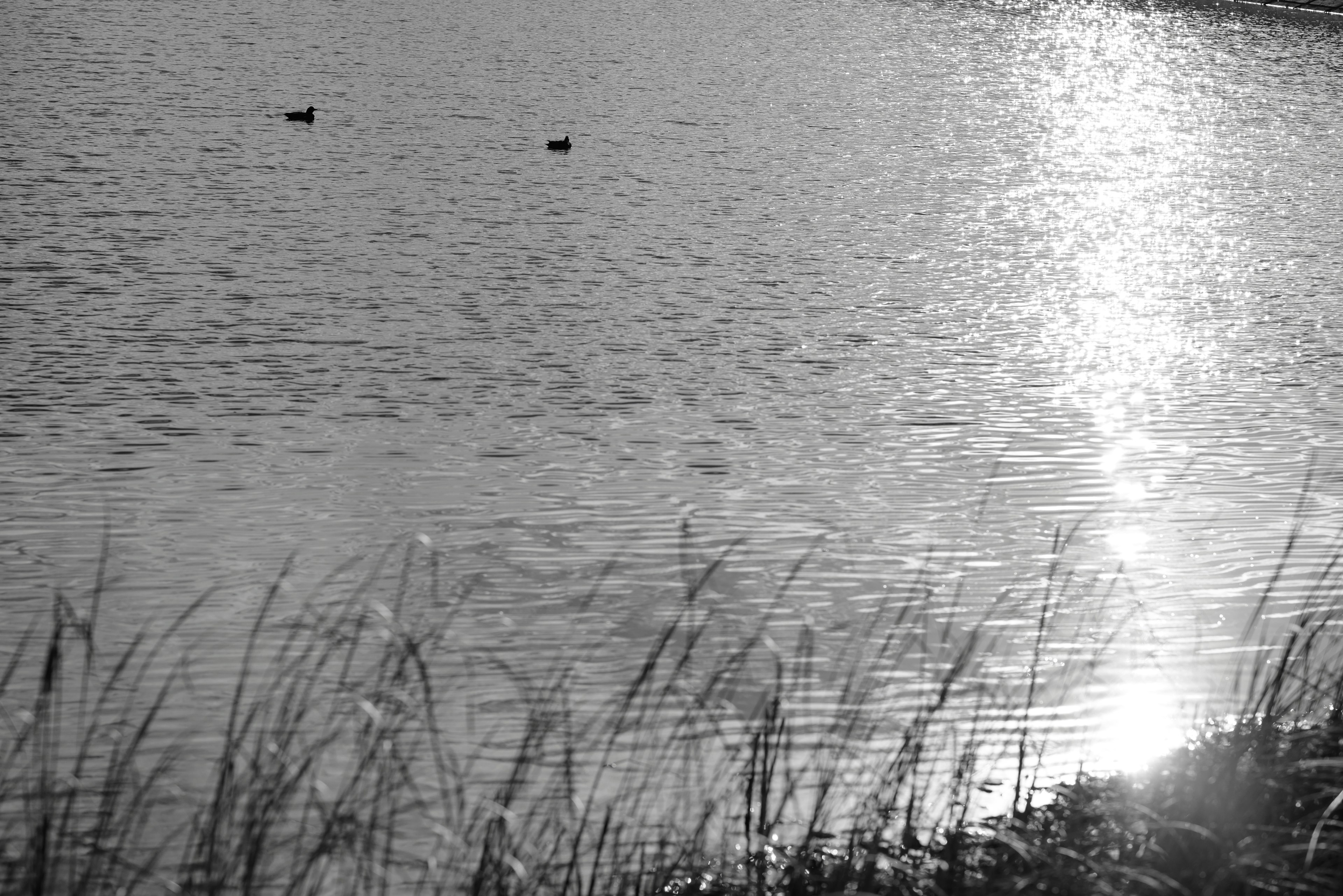 Surface calme du lac reflétant la lumière avec des silhouettes d'herbe