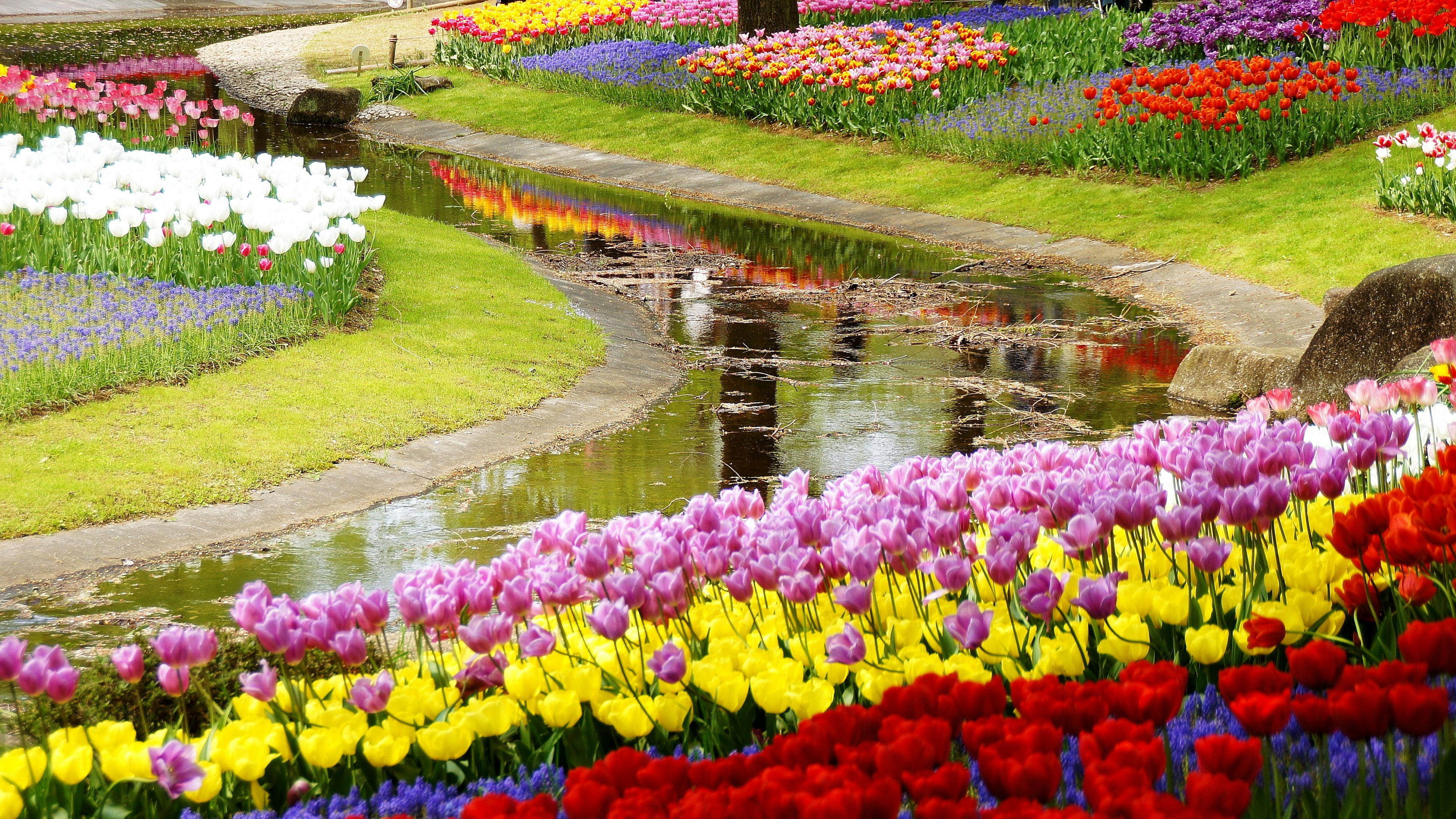 Pemandangan taman yang cerah dengan tulip berbunga dalam berbagai warna