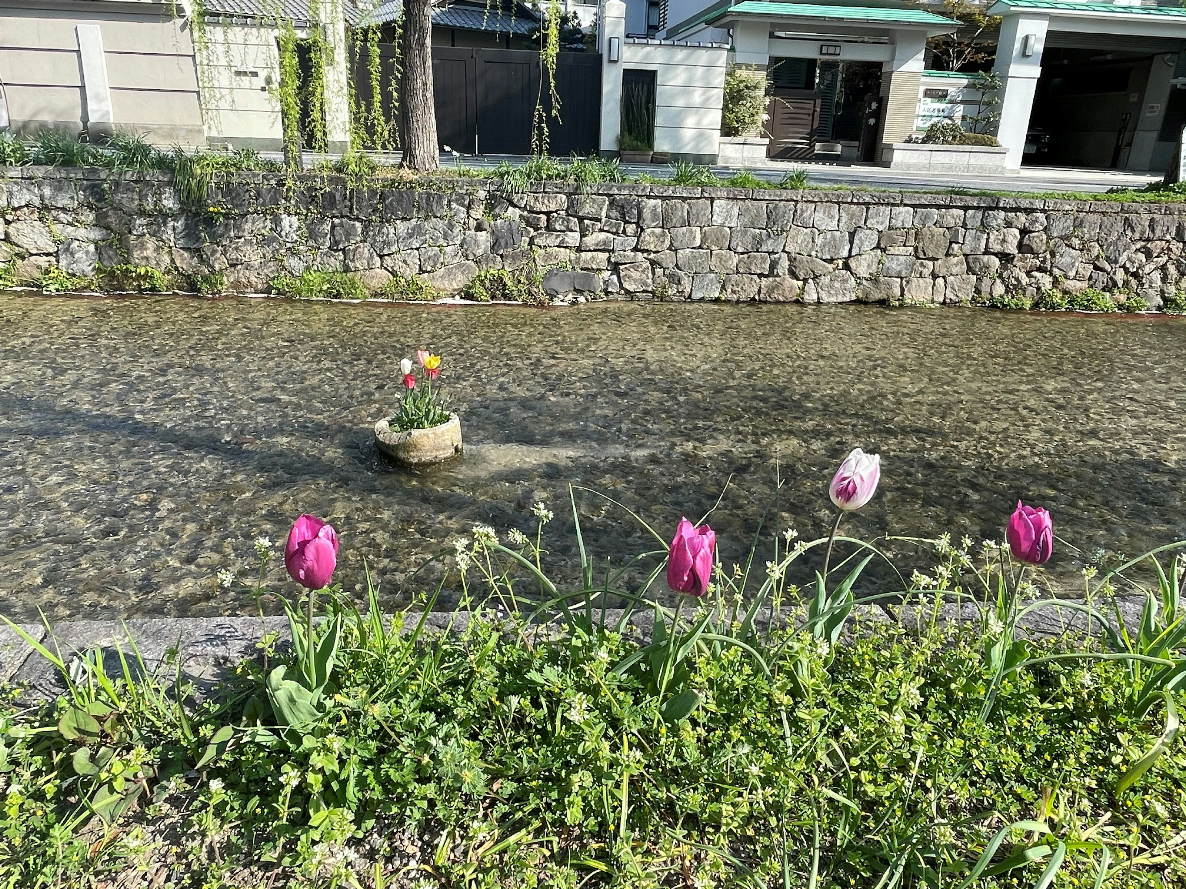 溪流中漂浮着花朵的风景和周围的绿色草坪