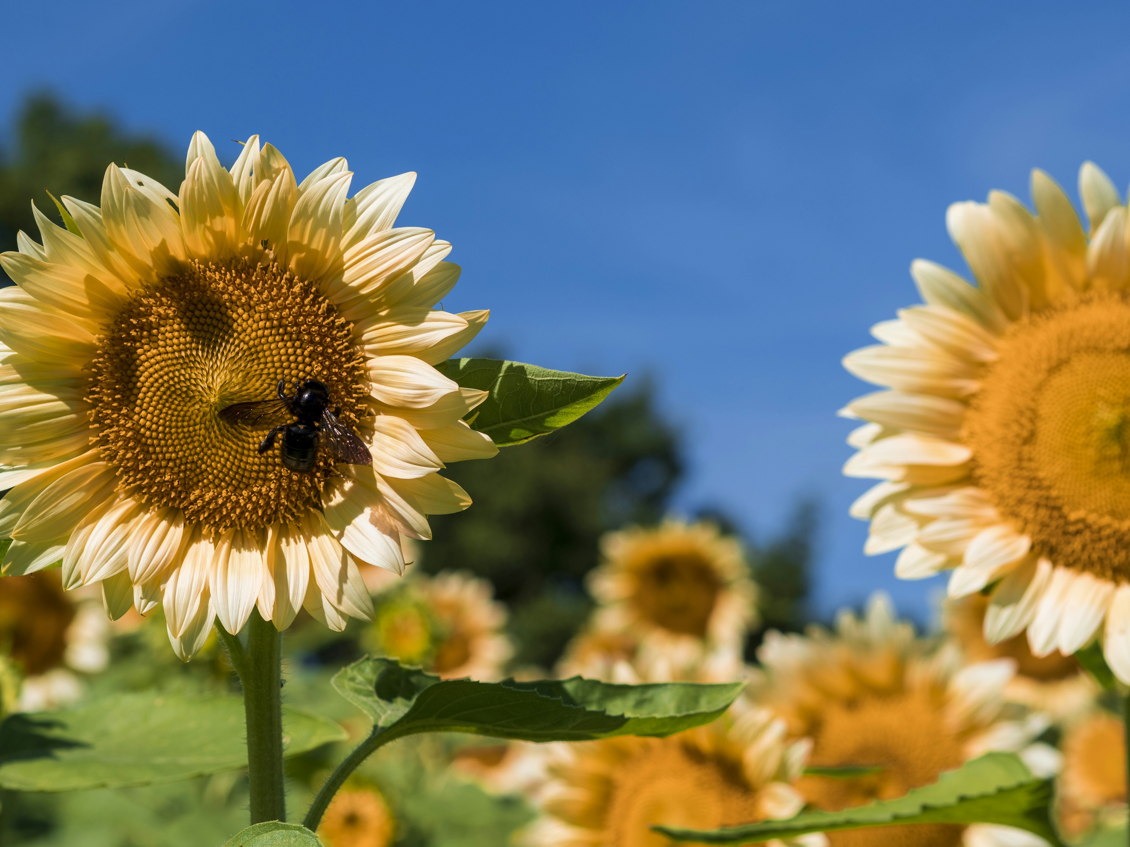 Abeille sur un tournesol dans un champ sous un ciel bleu