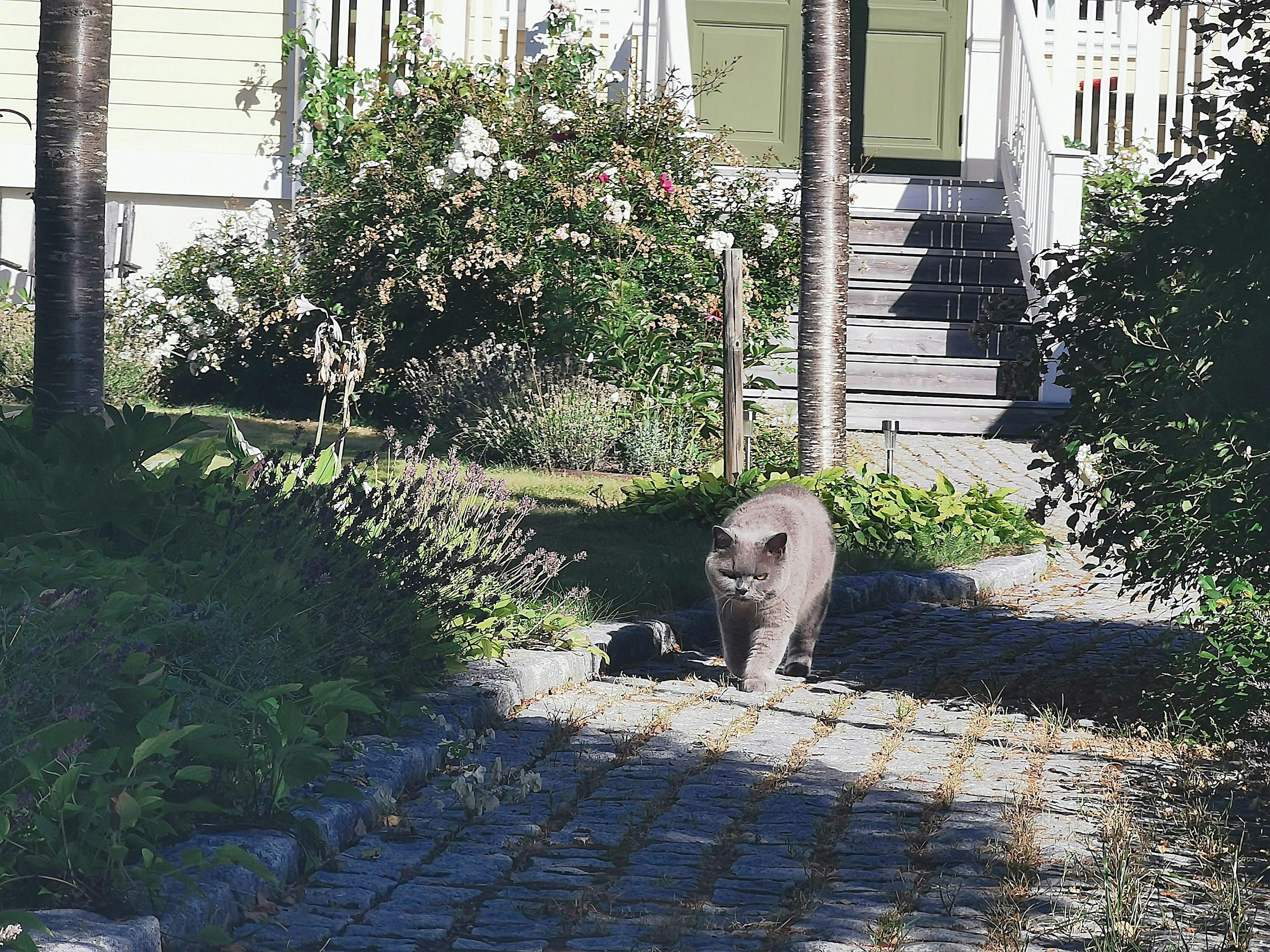 Un gatto che cammina lungo un sentiero nel giardino