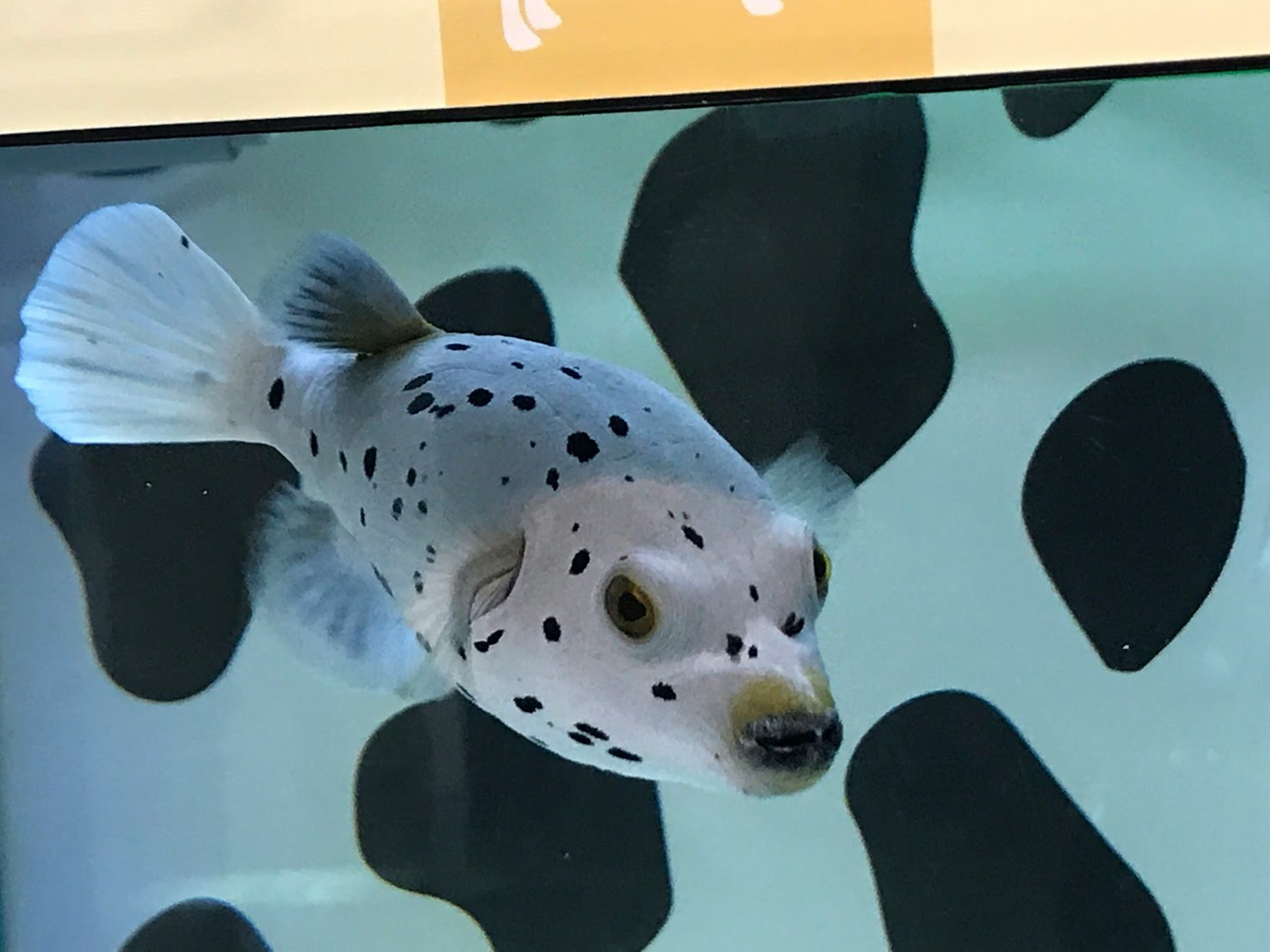 Photo en gros plan d'un poisson tacheté dans un aquarium