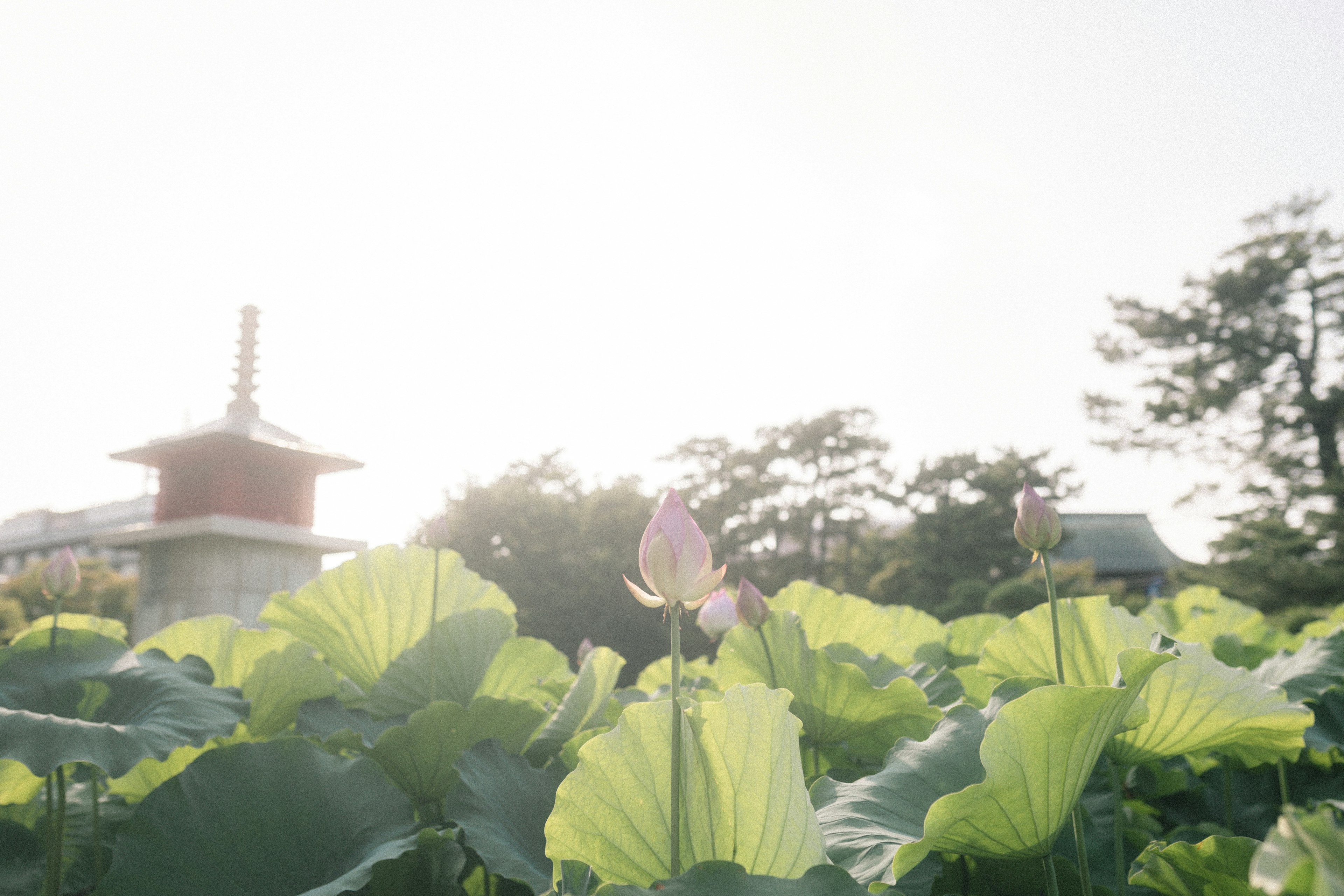 Lotusblätter und -blüten in einer ruhigen Landschaft mit einer Pagode im Hintergrund