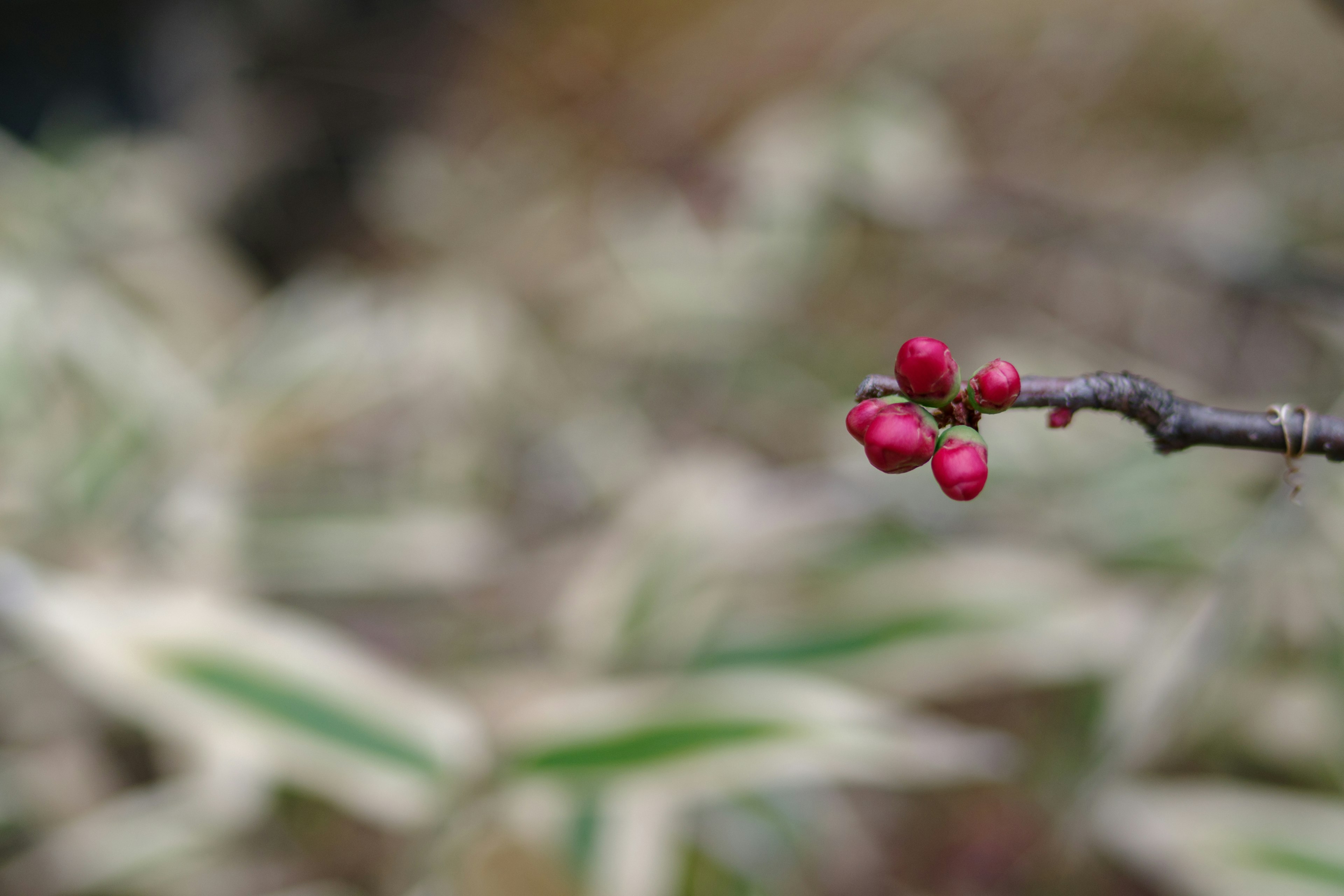 帶有紅色漿果的樹枝和模糊的綠色背景