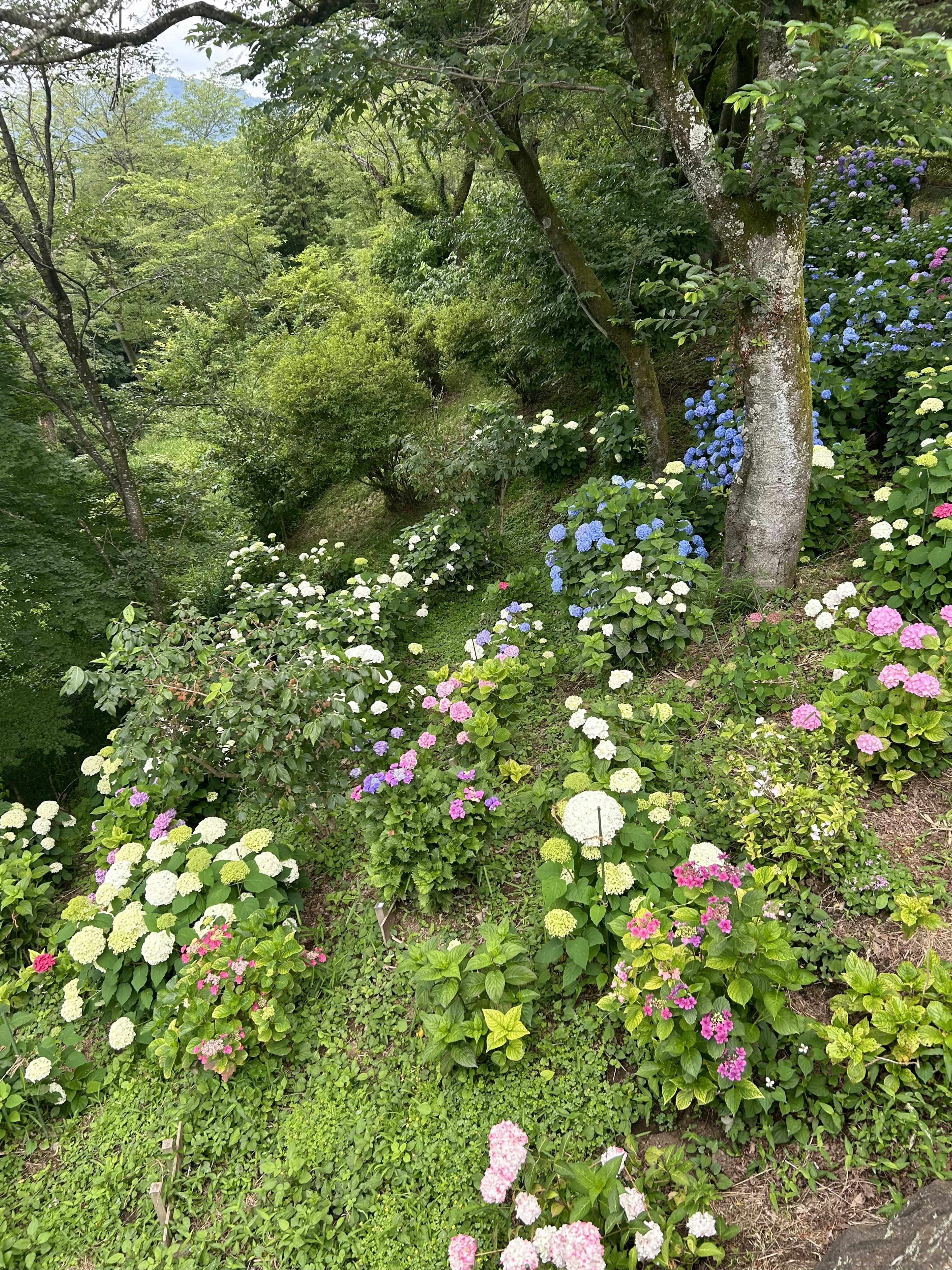 Pendio lussureggiante adornato di fiori colorati in fiore