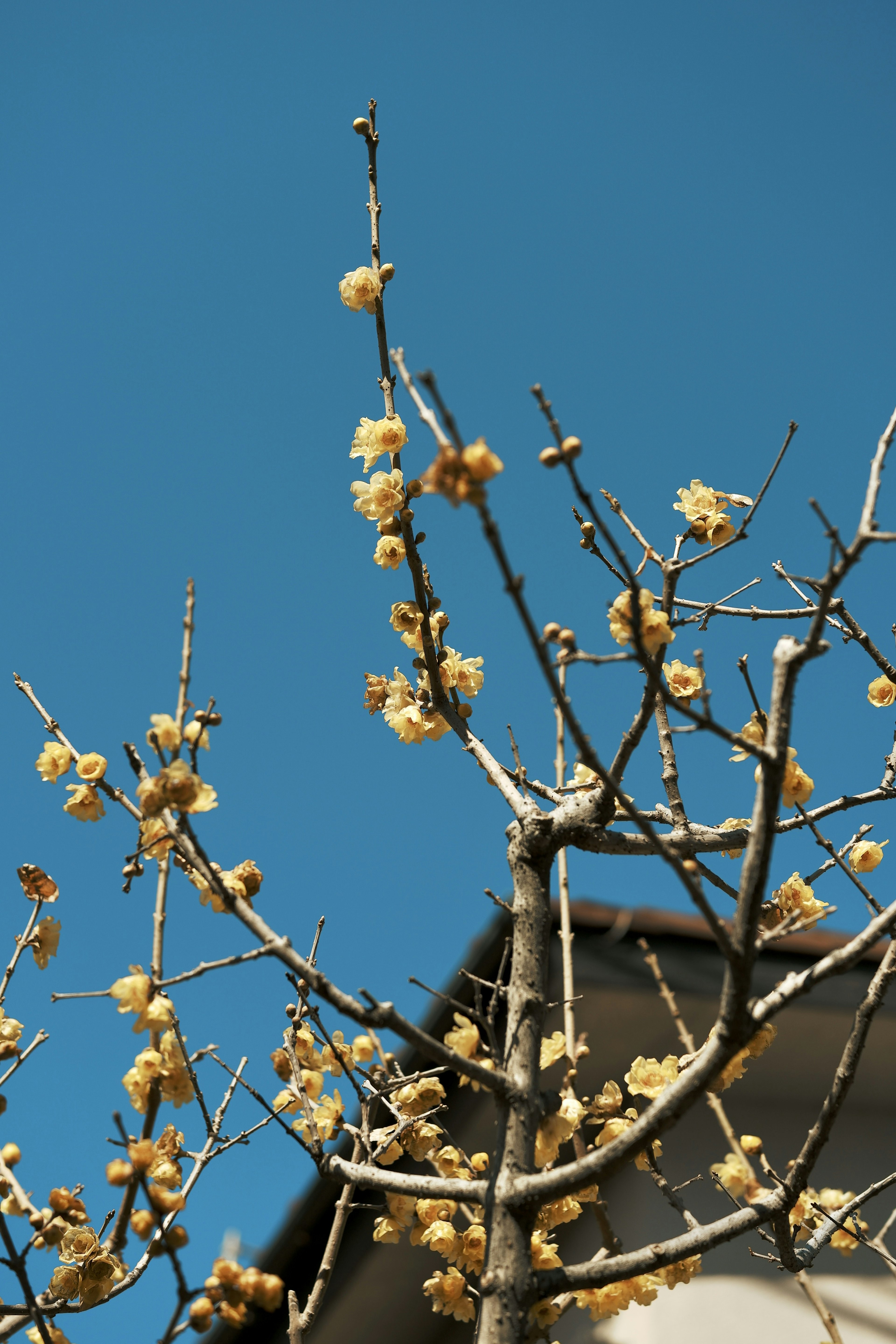 Rami di un albero con fiori gialli contro un cielo blu