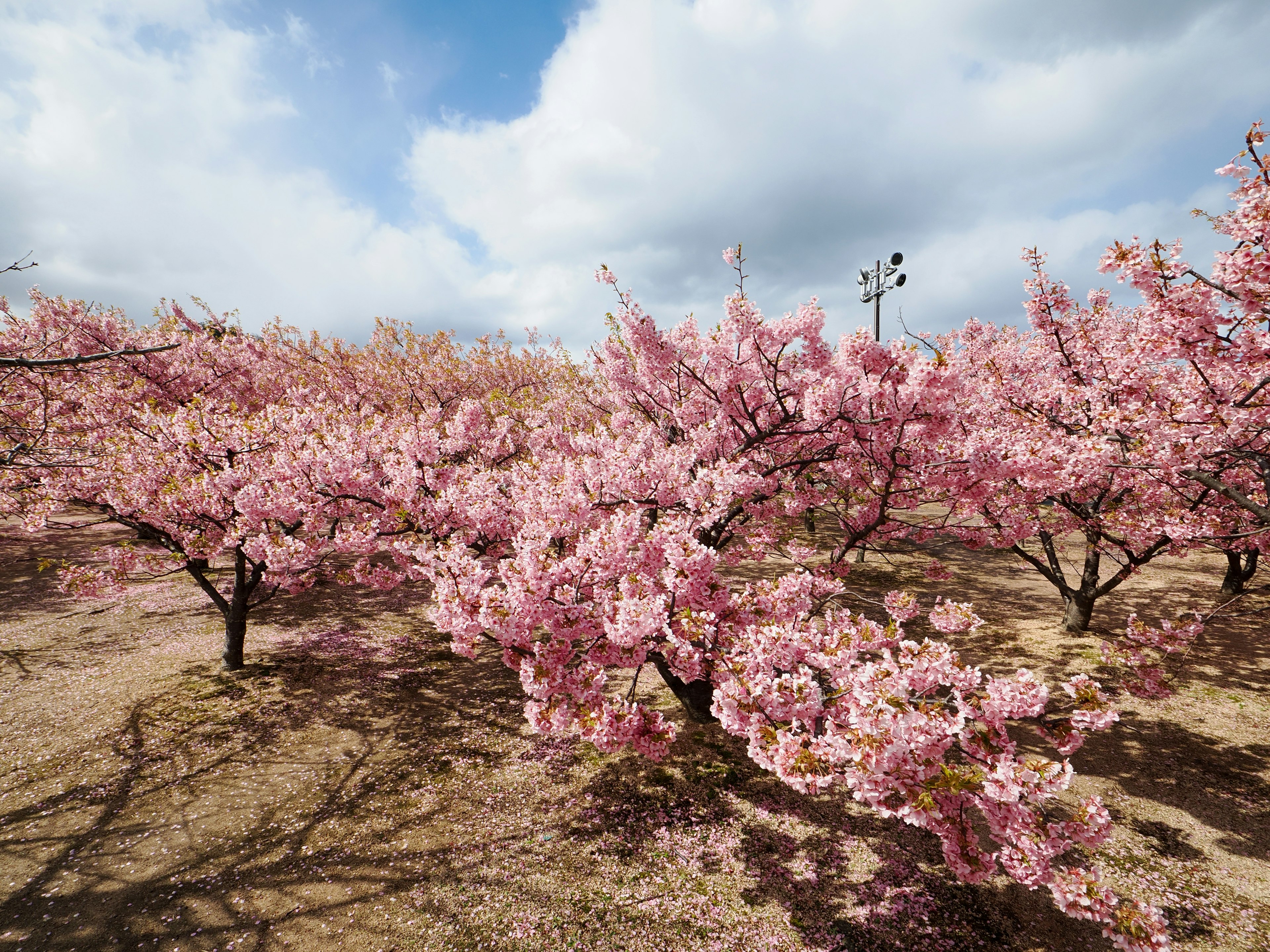 Cerezos en flor en un parque bajo un cielo nublado