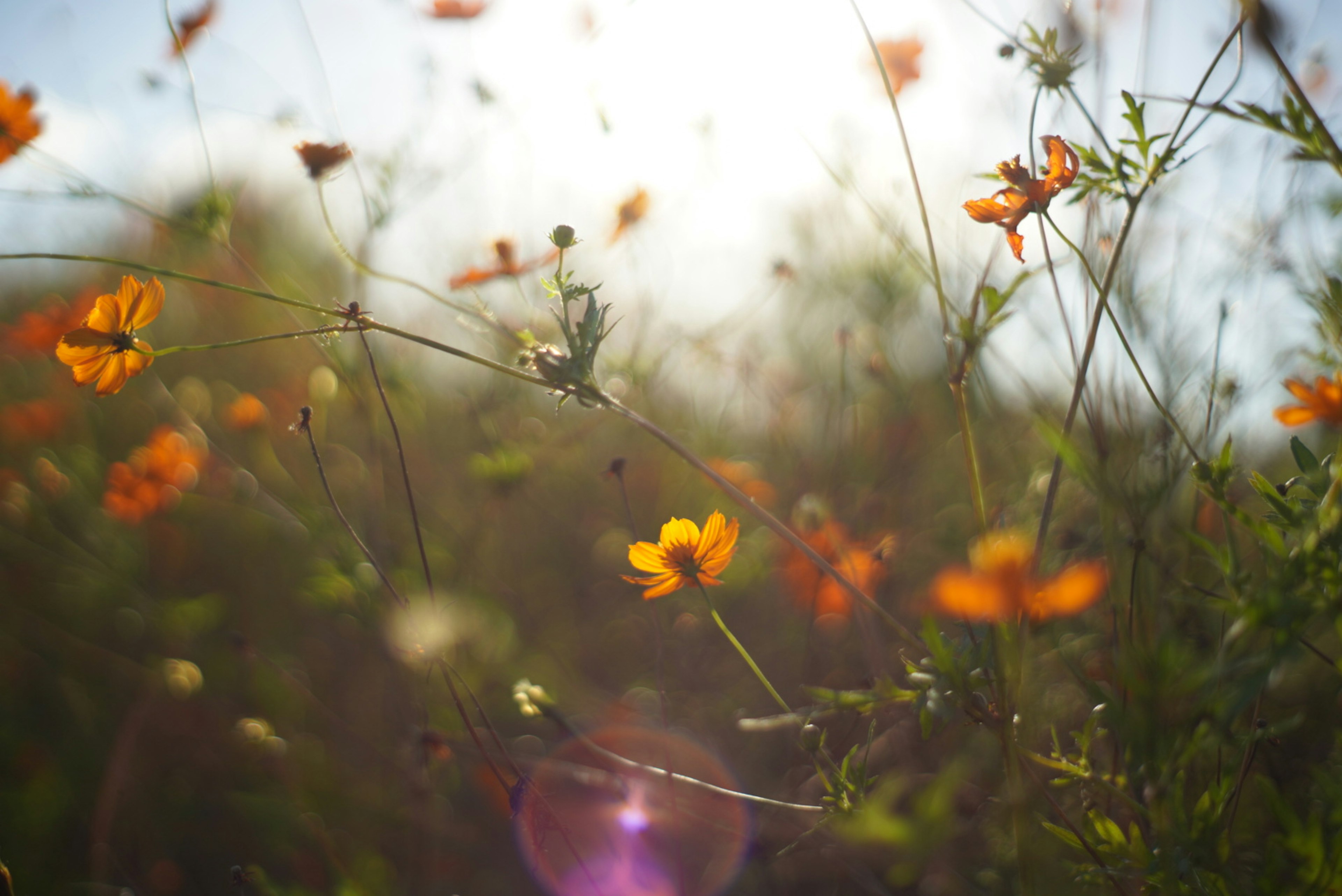 Field of orange flowers with soft sunlight shining through