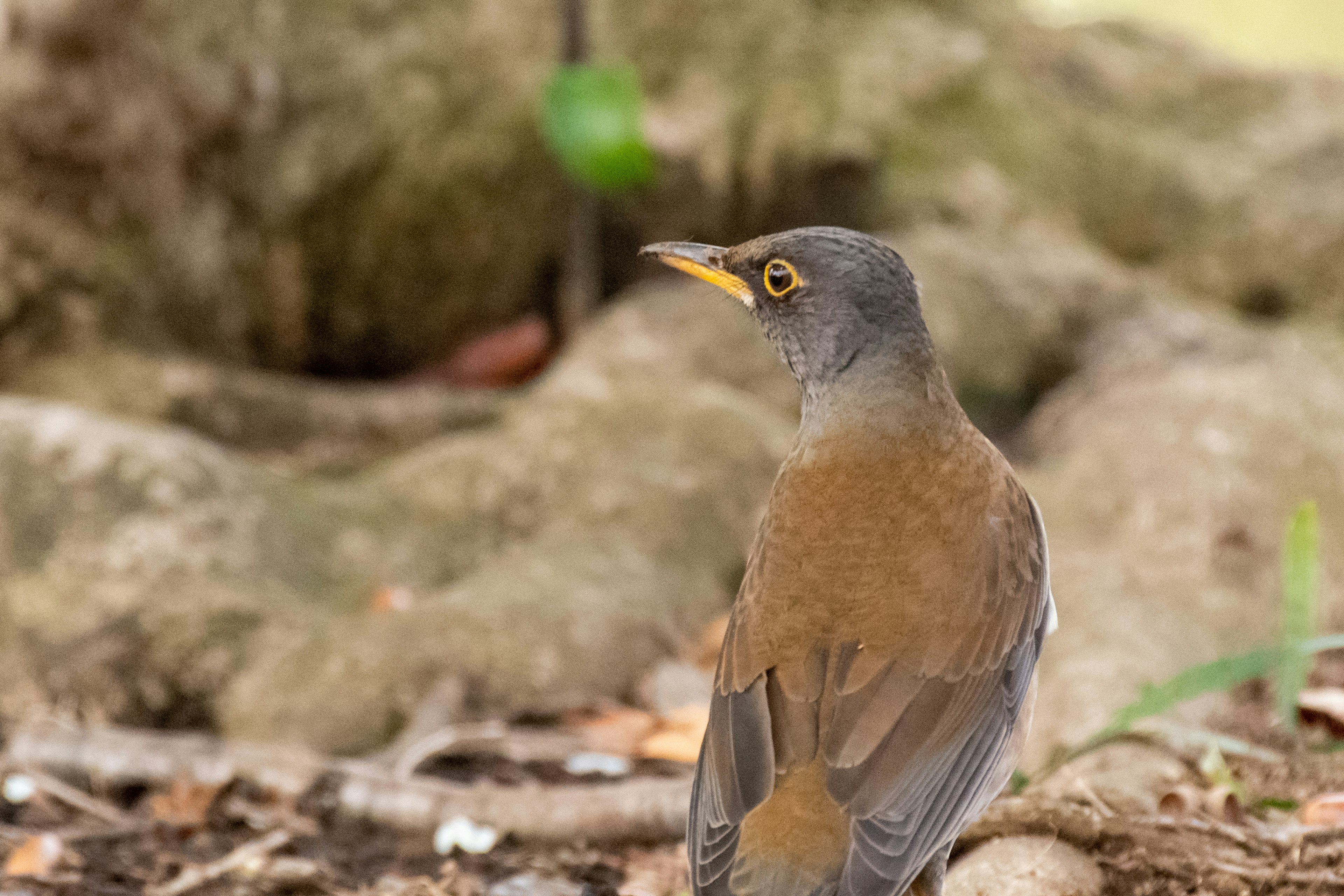 Ein Vogel mit braunen Federn und einem grauen Kopf, der auf dem Boden steht