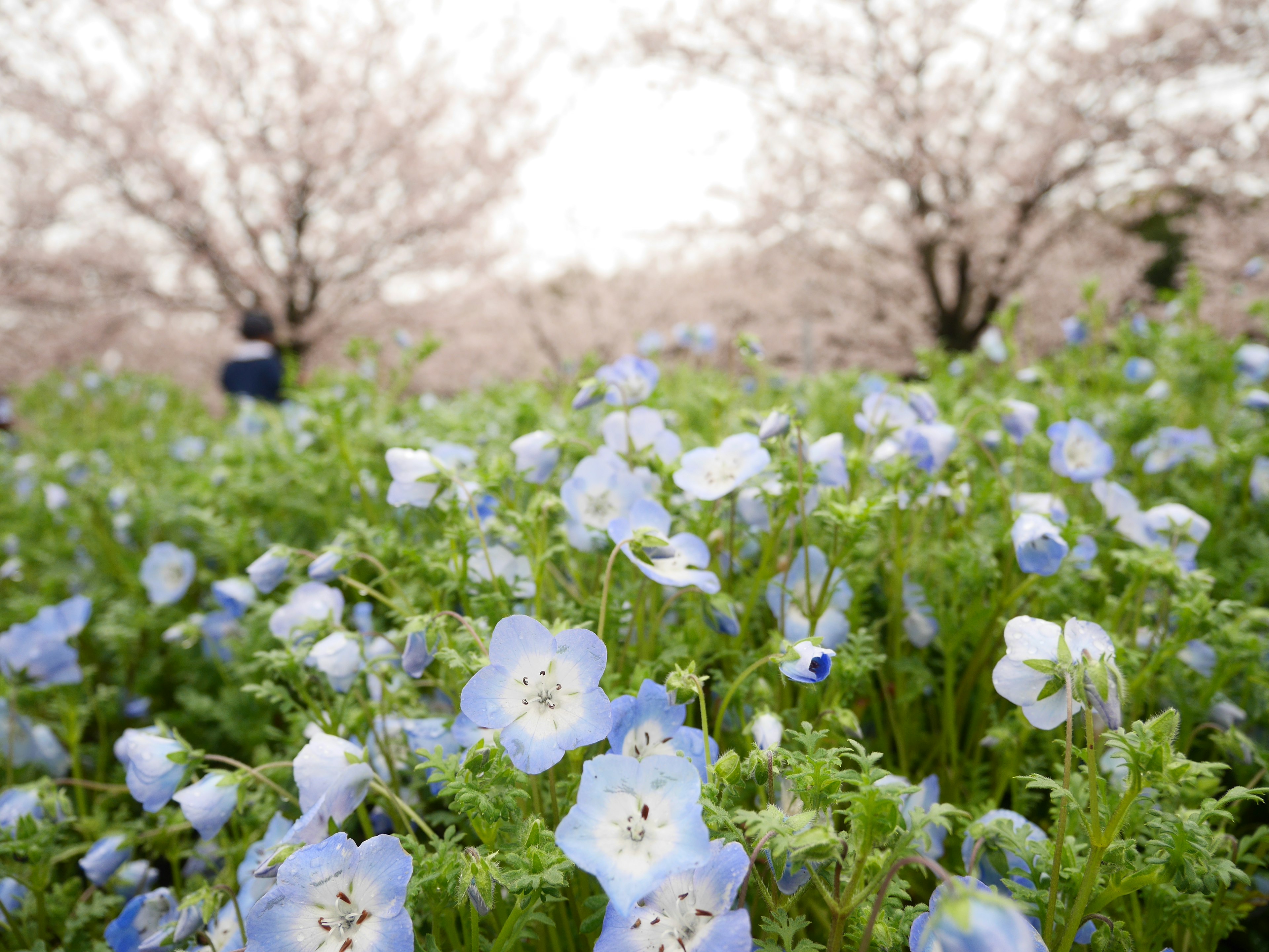 Champ de fleurs bleues avec des cerisiers en fleurs en arrière-plan