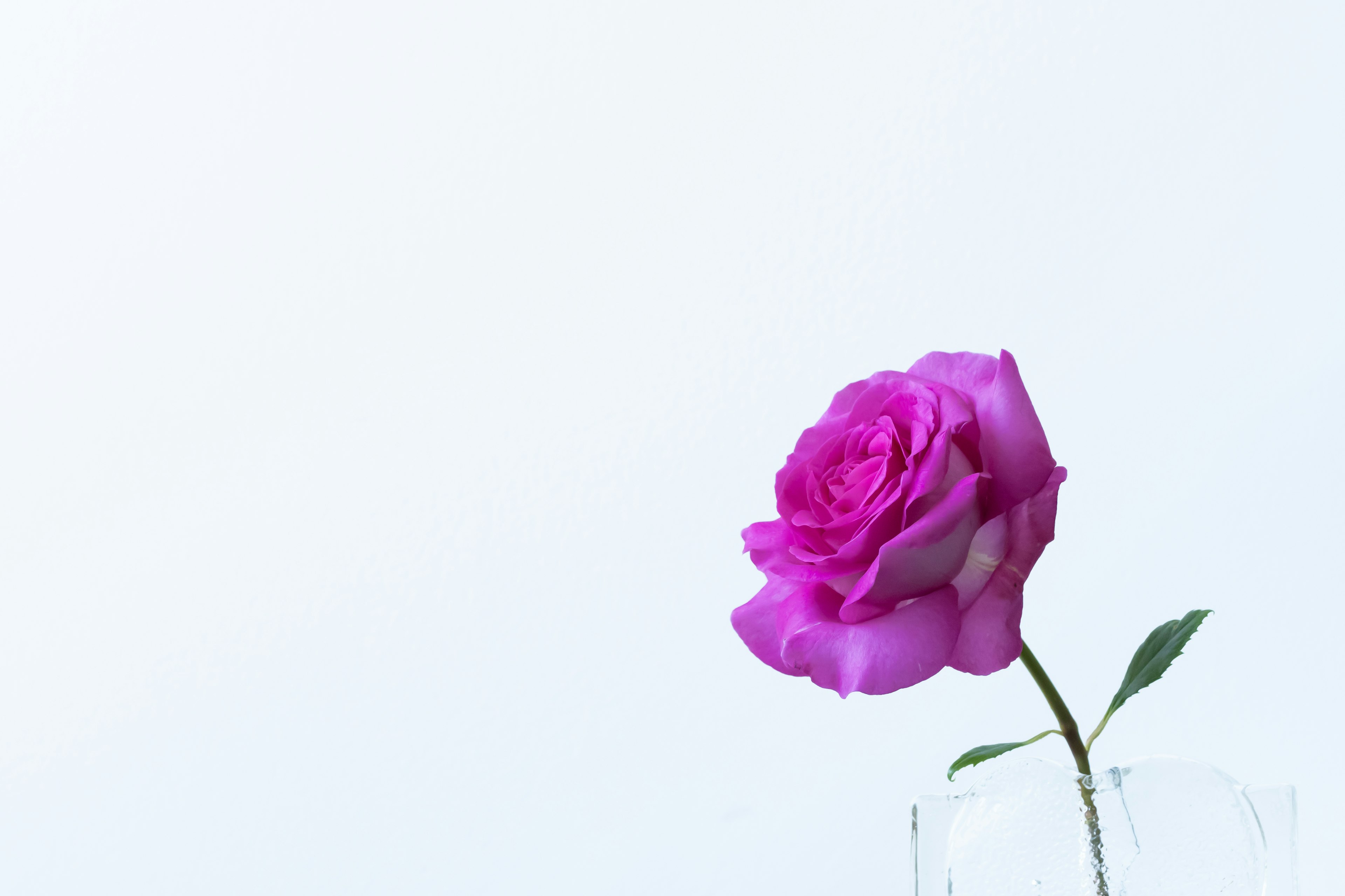 Una bella rosa rosa in un vaso di vetro su uno sfondo morbido