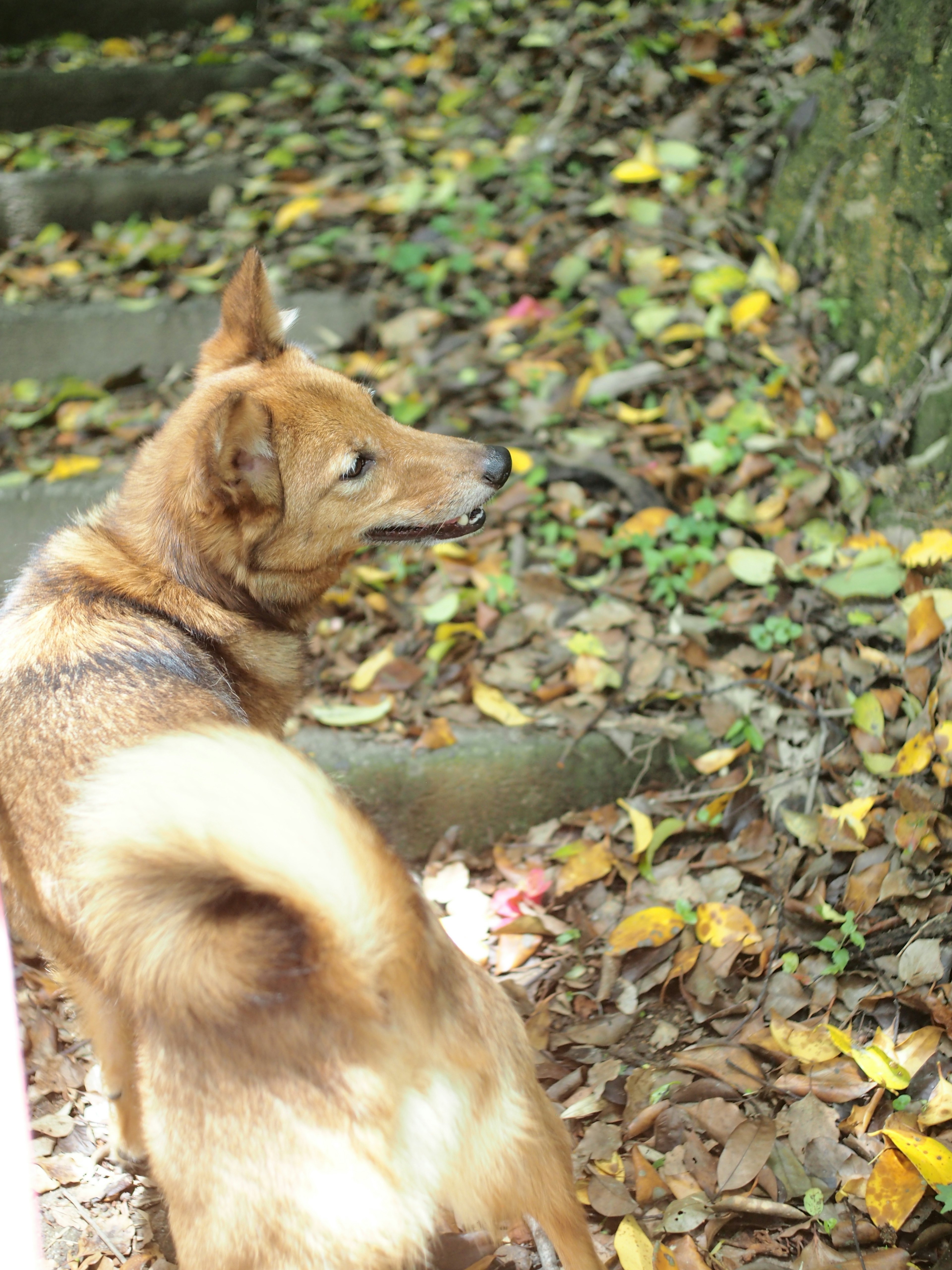 Chien brun se tenant sur des feuilles tombées