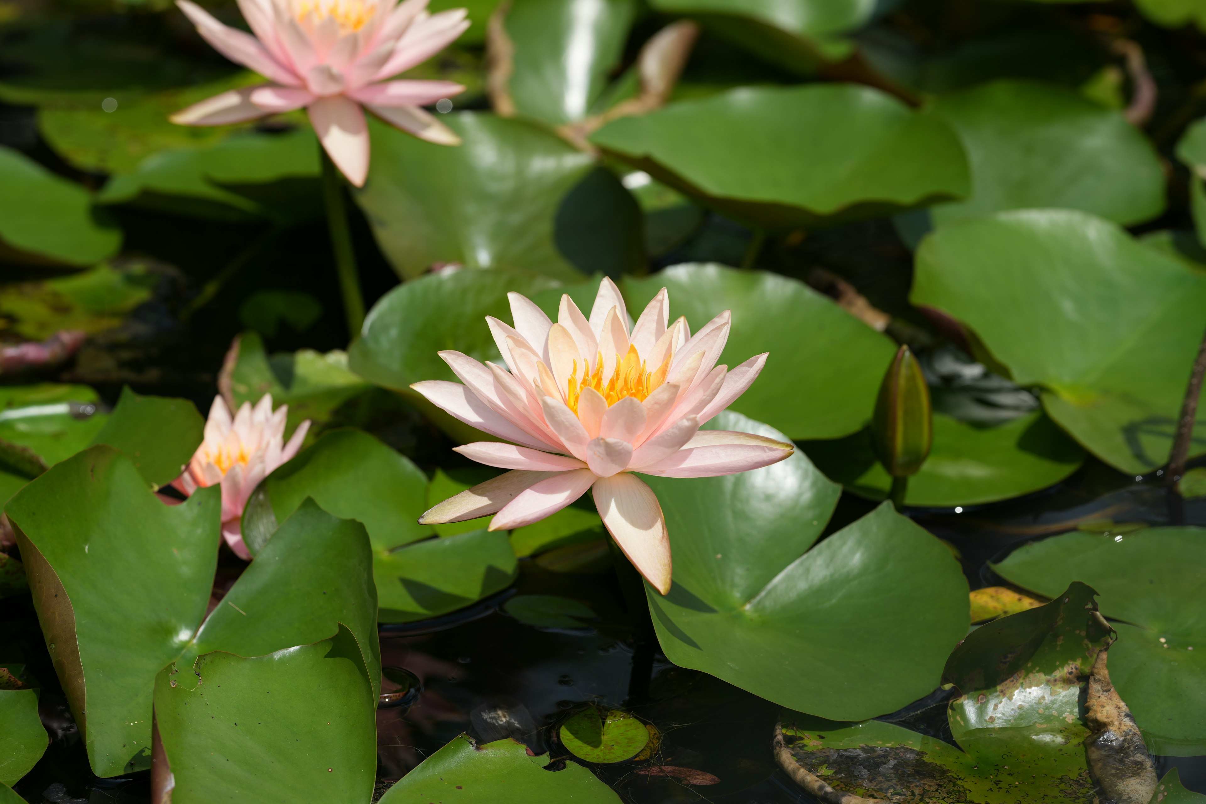 Pink water lilies floating on the water surface with green leaves