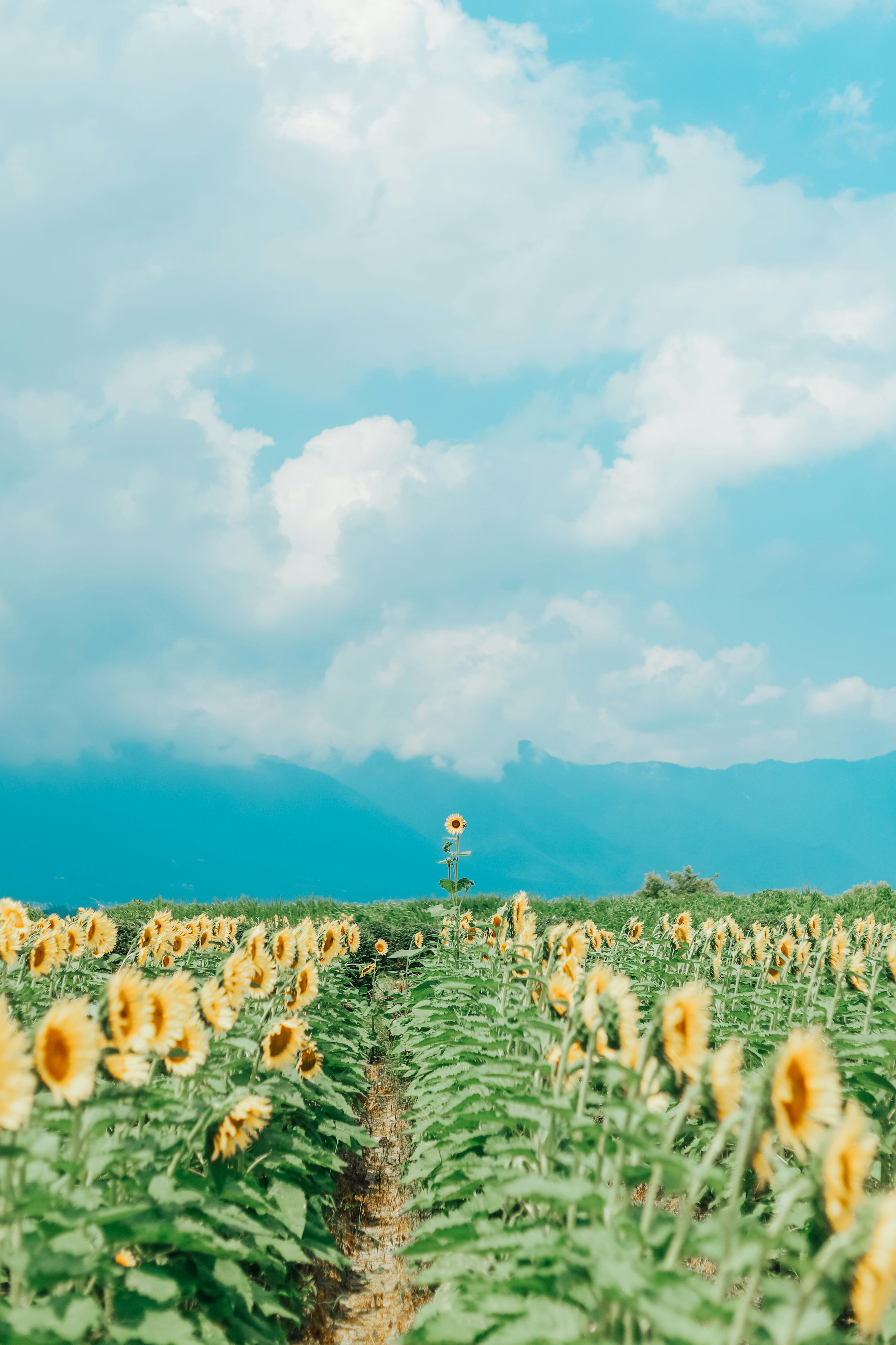 Campo di girasoli sotto un cielo blu con montagne lontane