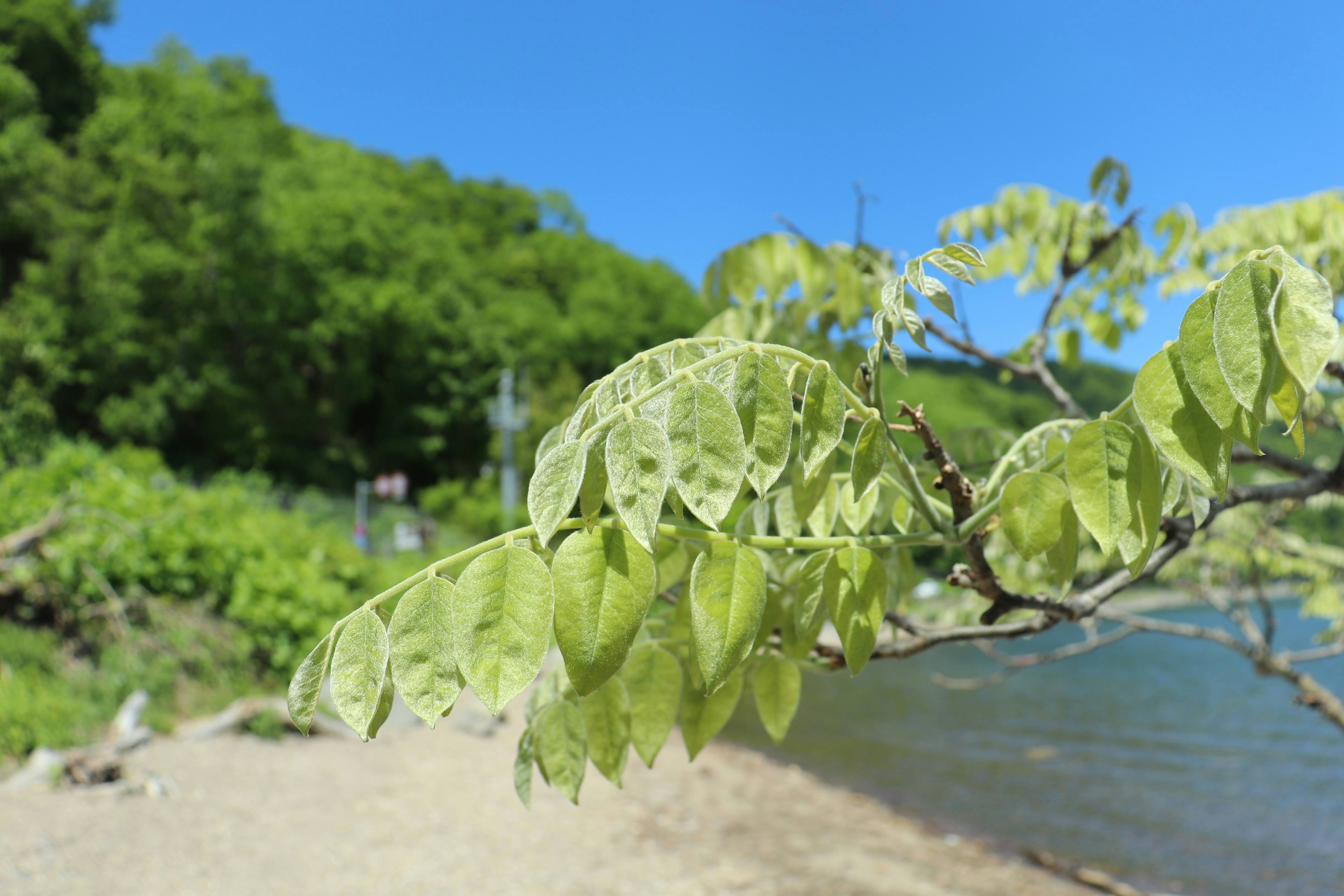 Nahaufnahme von grünen Blättern an einem Fluss unter einem klaren blauen Himmel