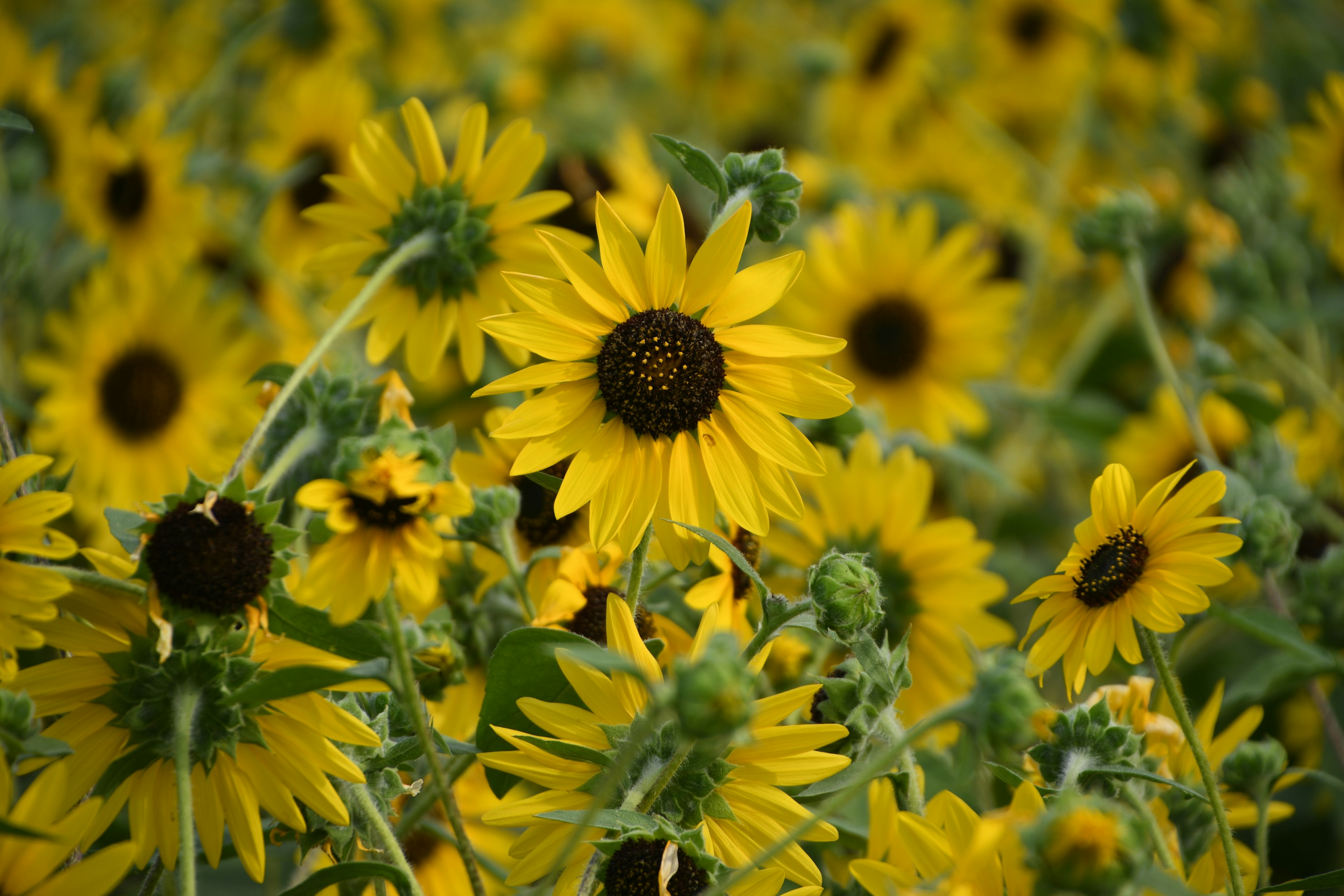 Ein Feld mit leuchtend gelben Sonnenblumen in voller Blüte