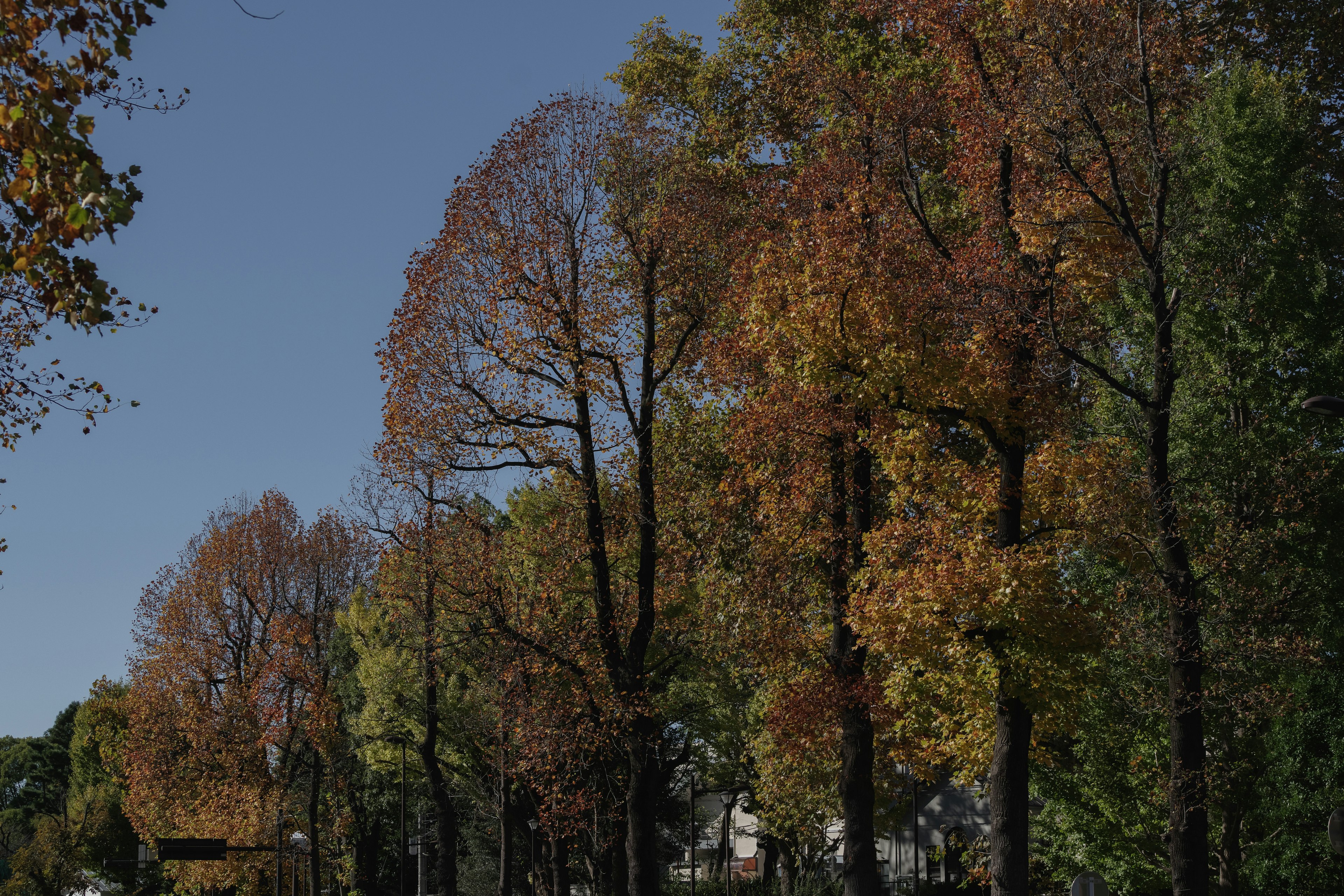 Un paysage d'arbres aux couleurs d'automne sous un ciel bleu