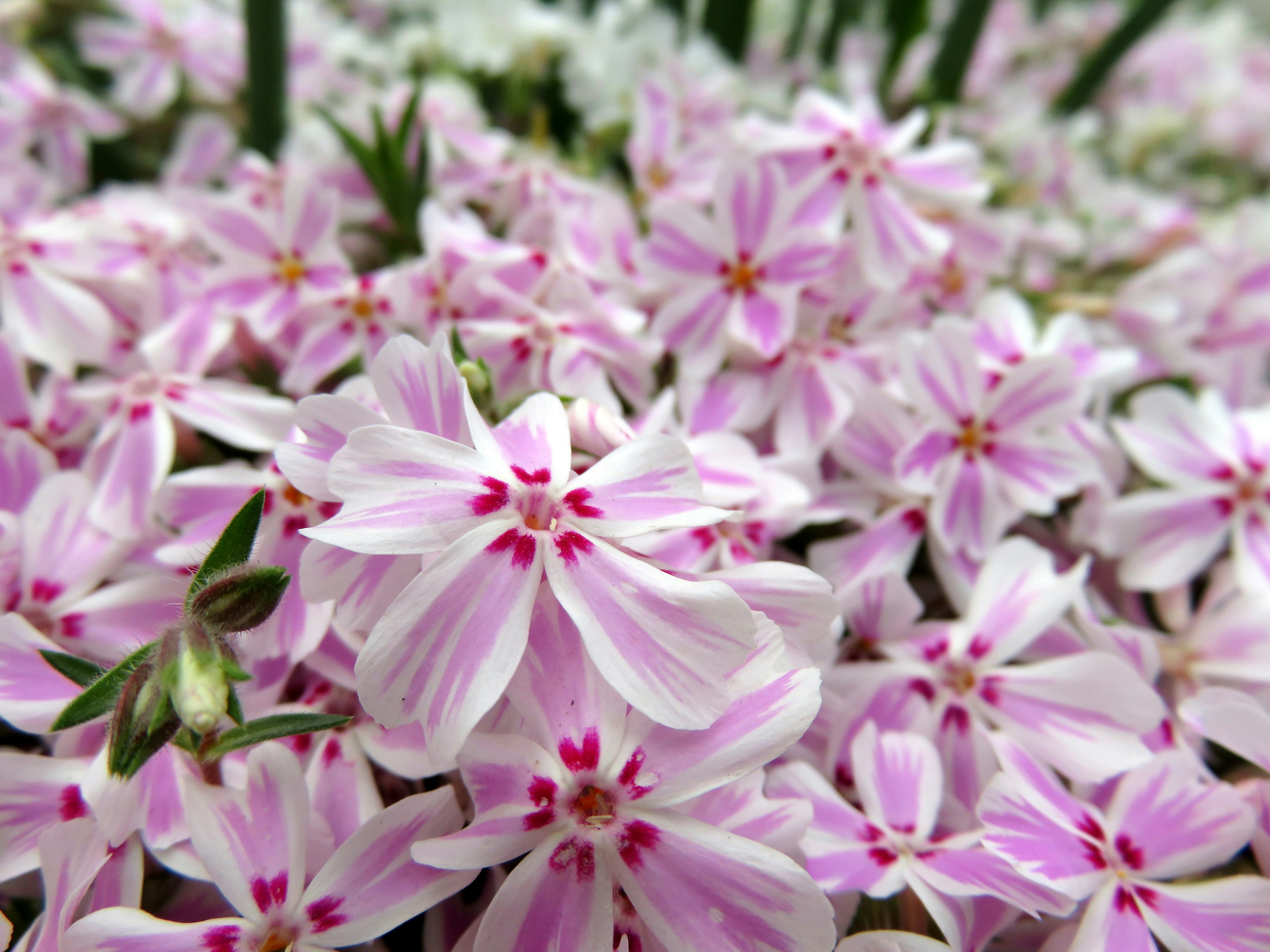 ピンクの花が咲き誇る風景