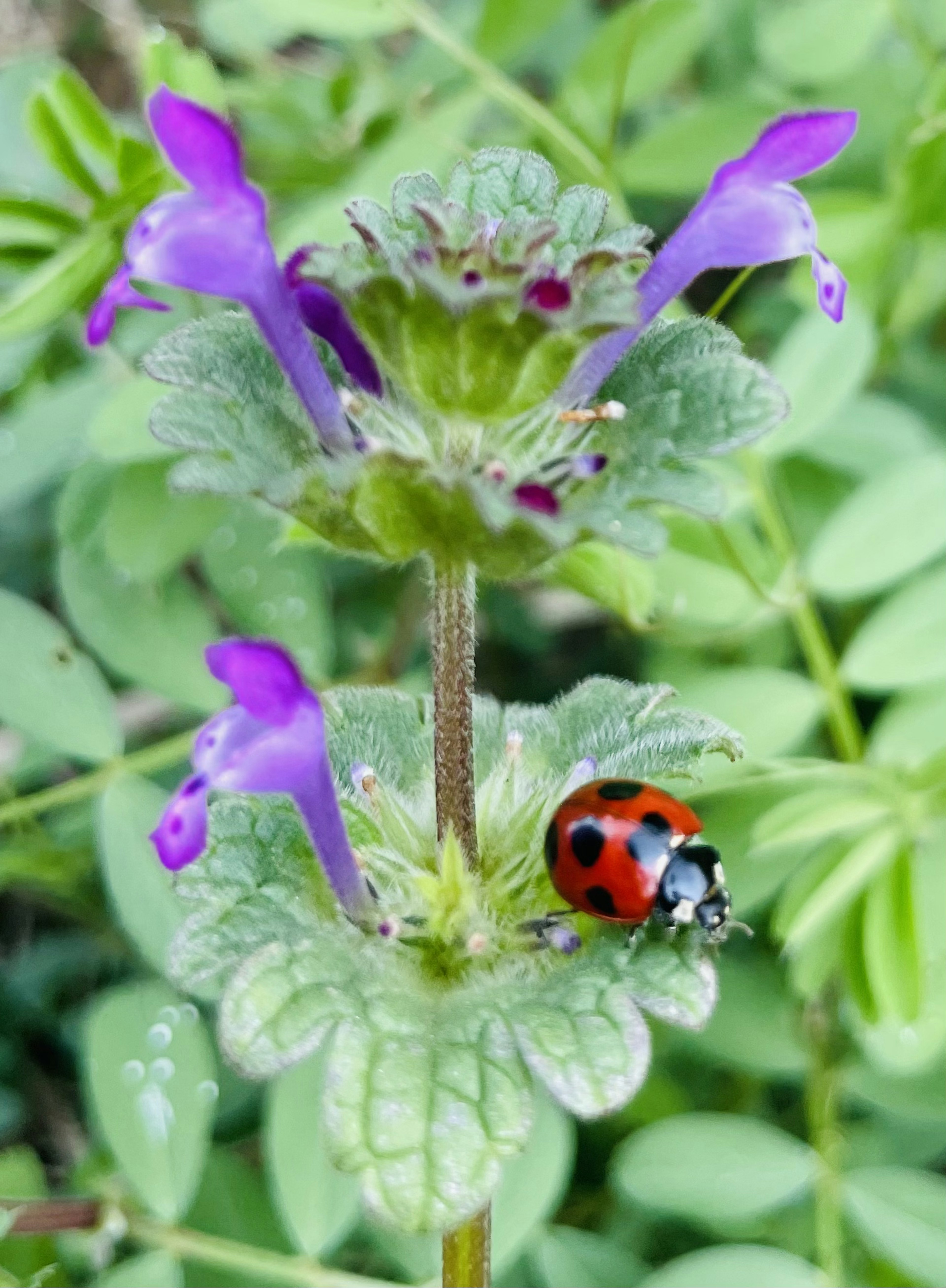 Une plante avec de belles fleurs violettes et une coccinelle rouge à côté