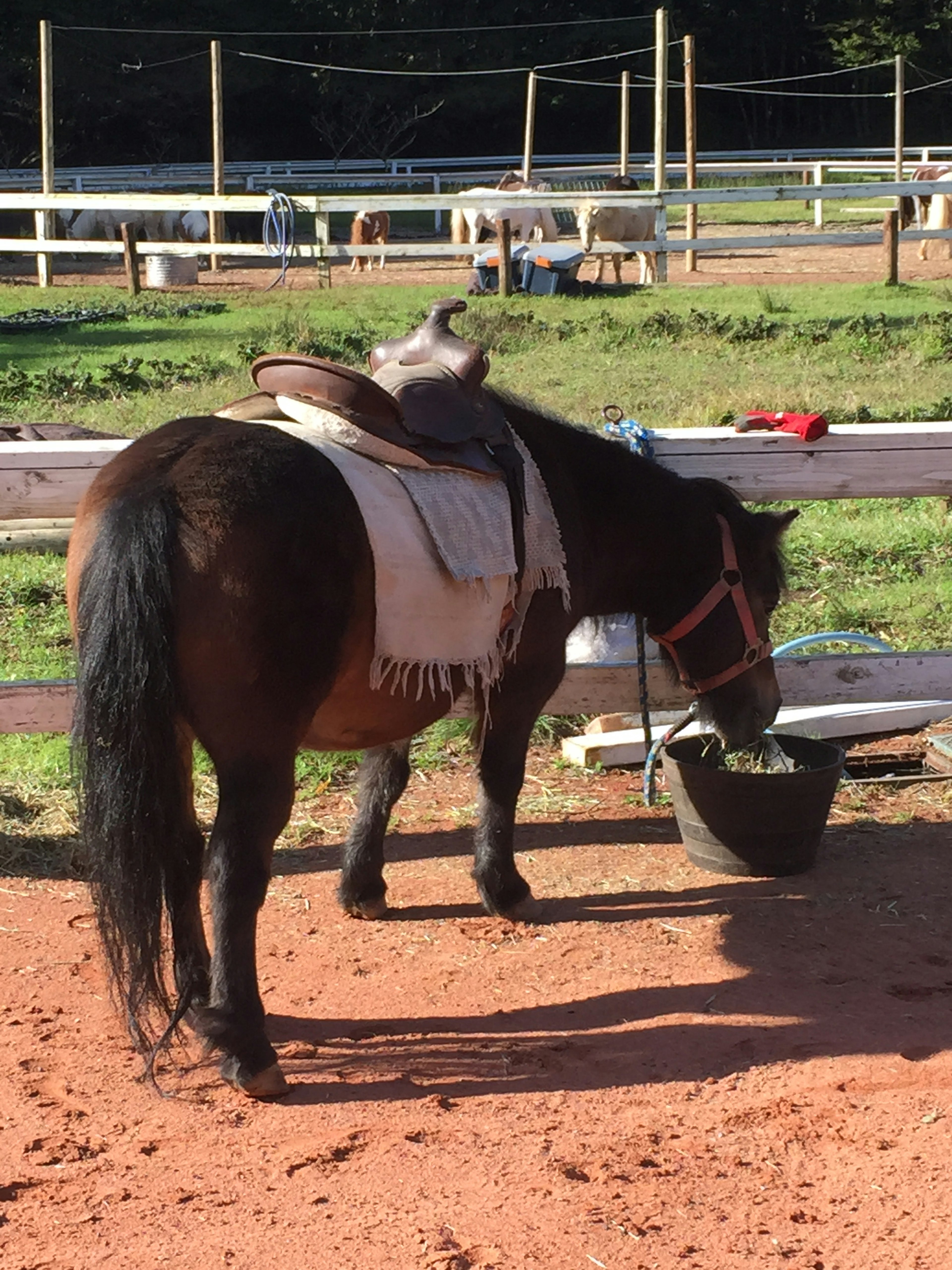 A horse with a saddle eating grass in a paddock