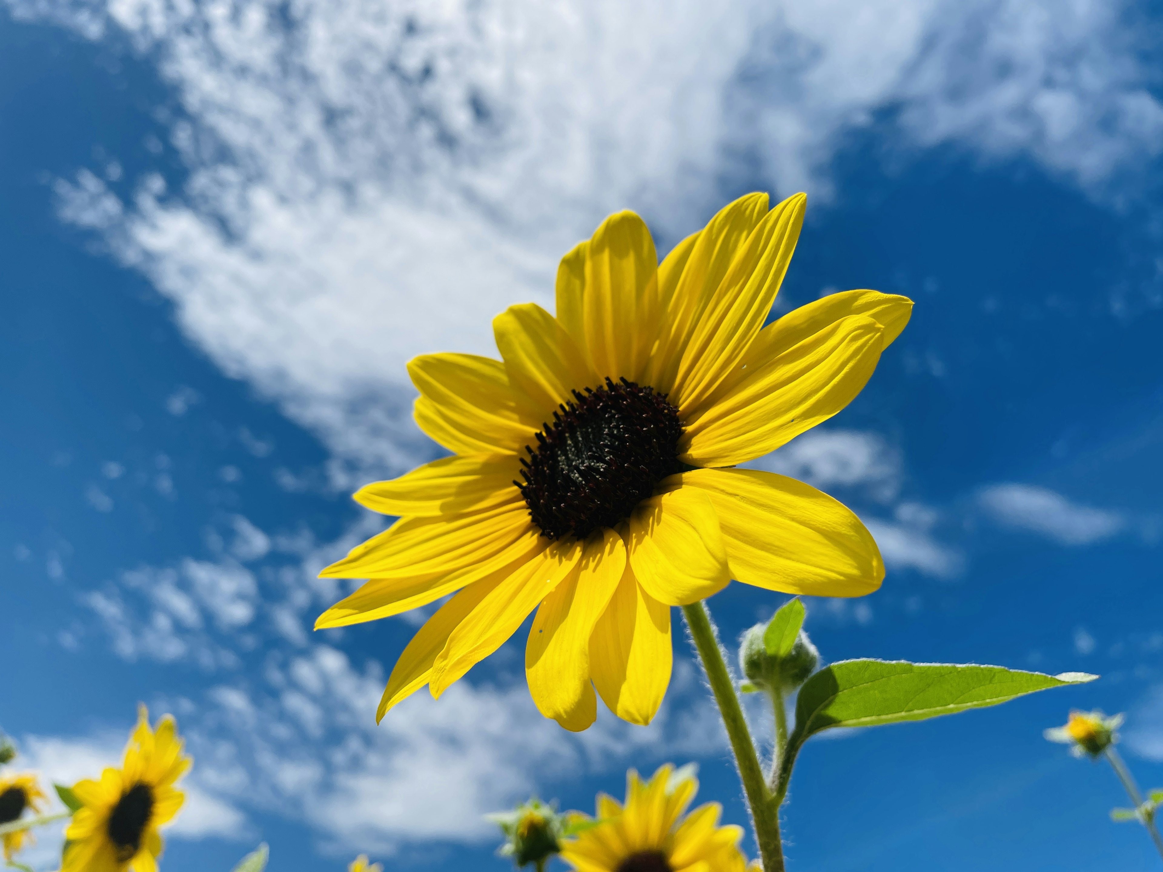 Helle Sonnenblume blüht unter blauem Himmel