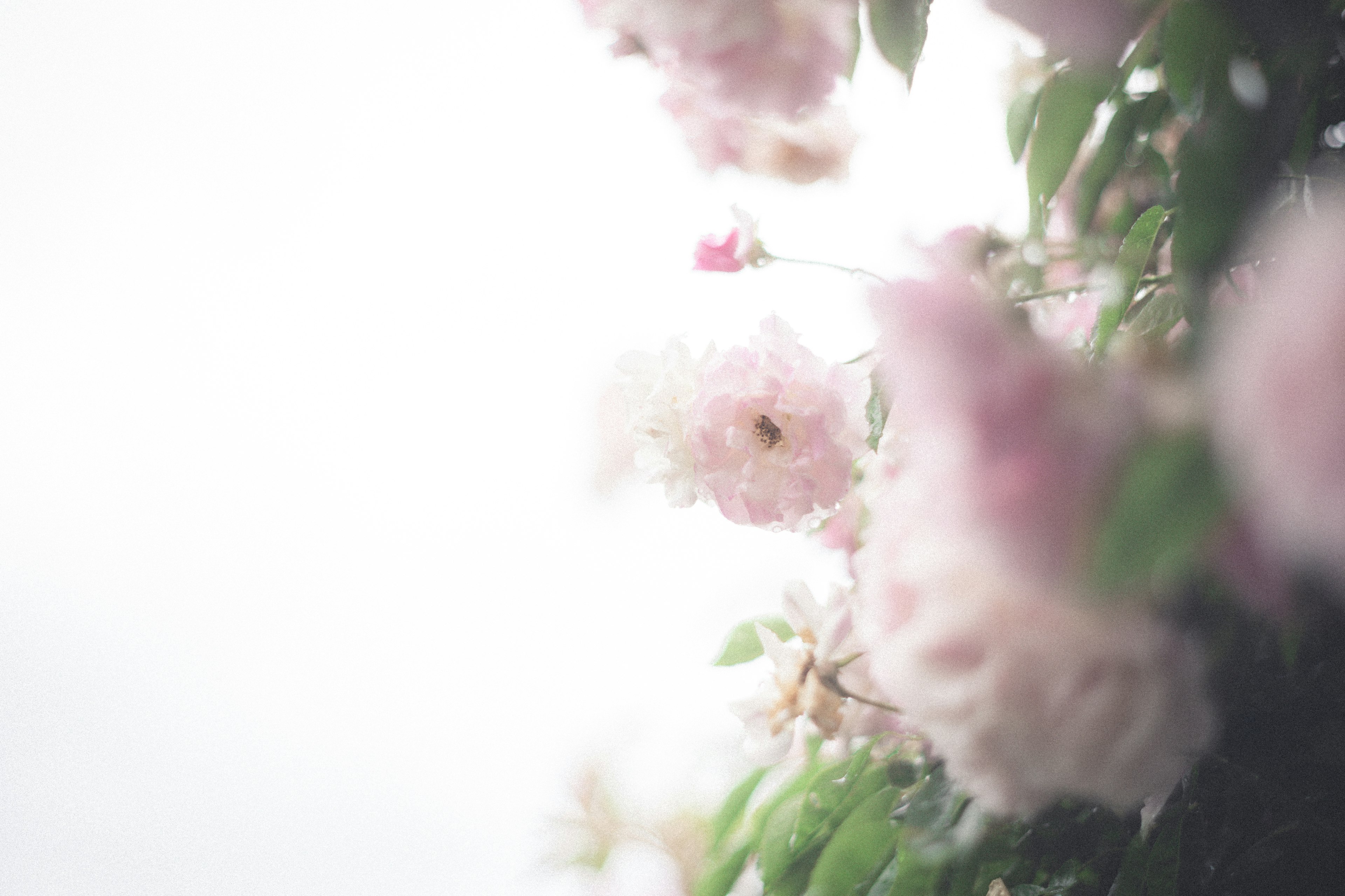 Un'immagine bella con fiori rosa sfocati su uno sfondo chiaro