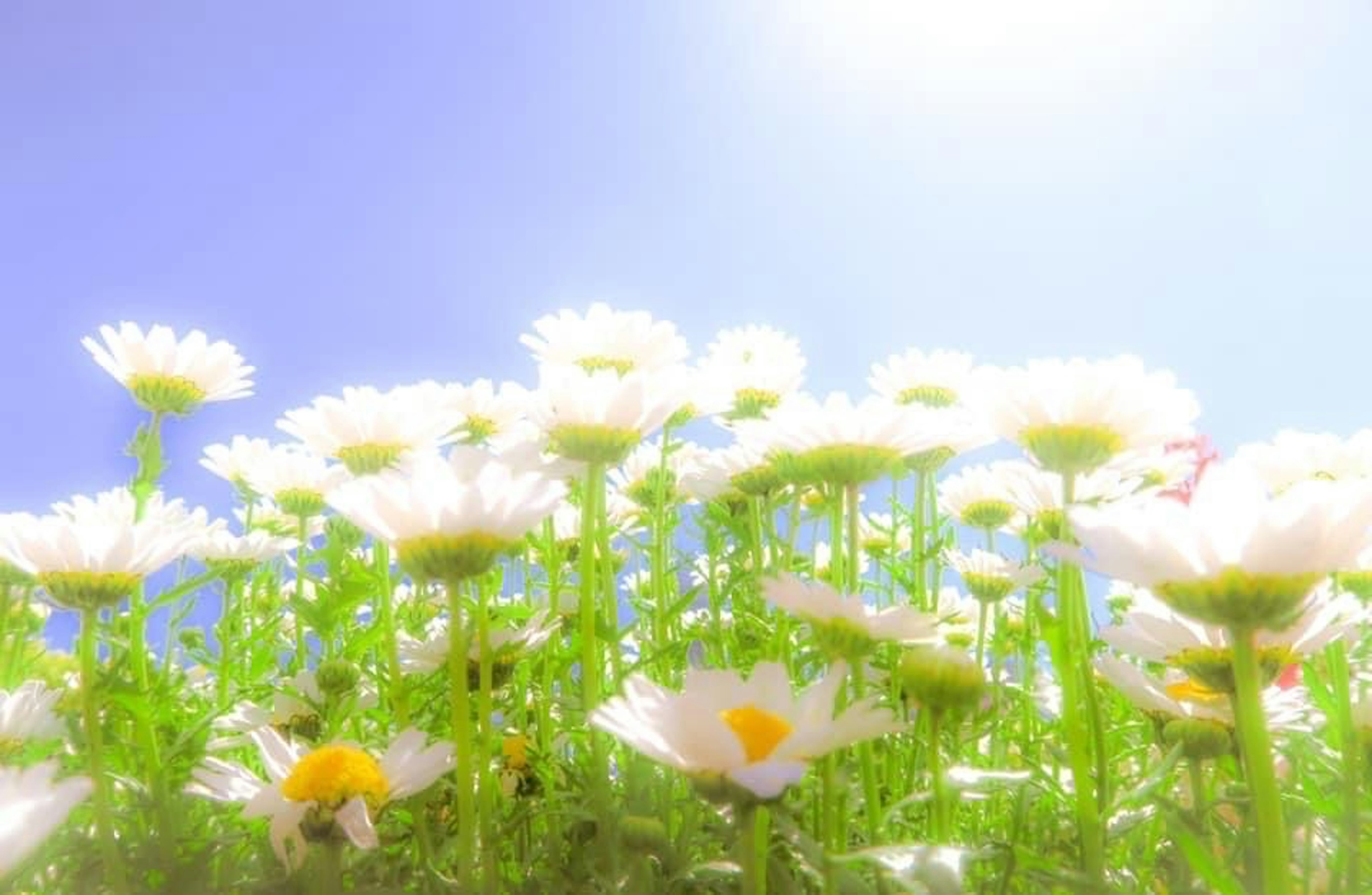 Close-up of white daisies blooming under a blue sky