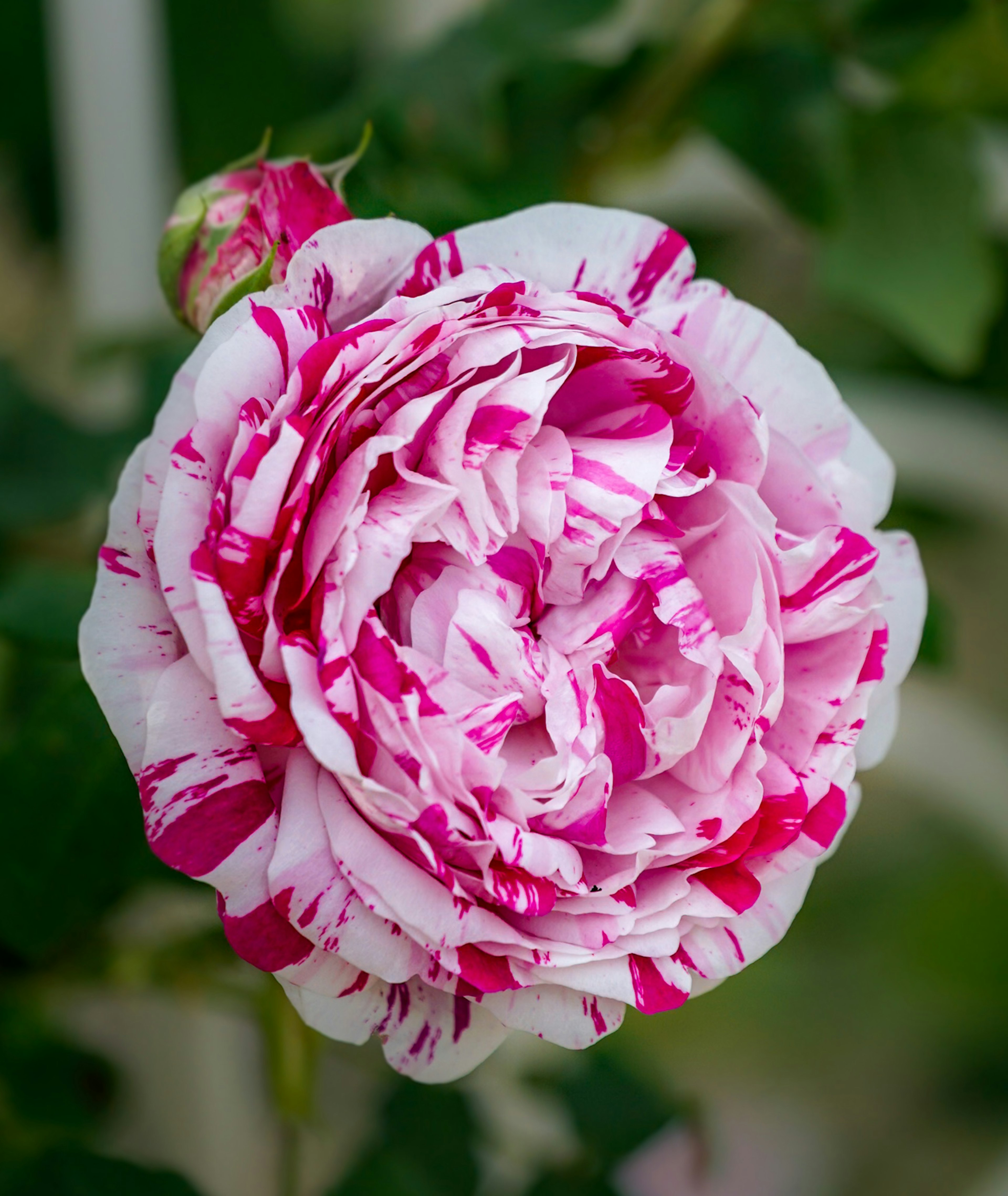 Fleur de rose rayée rose et blanche