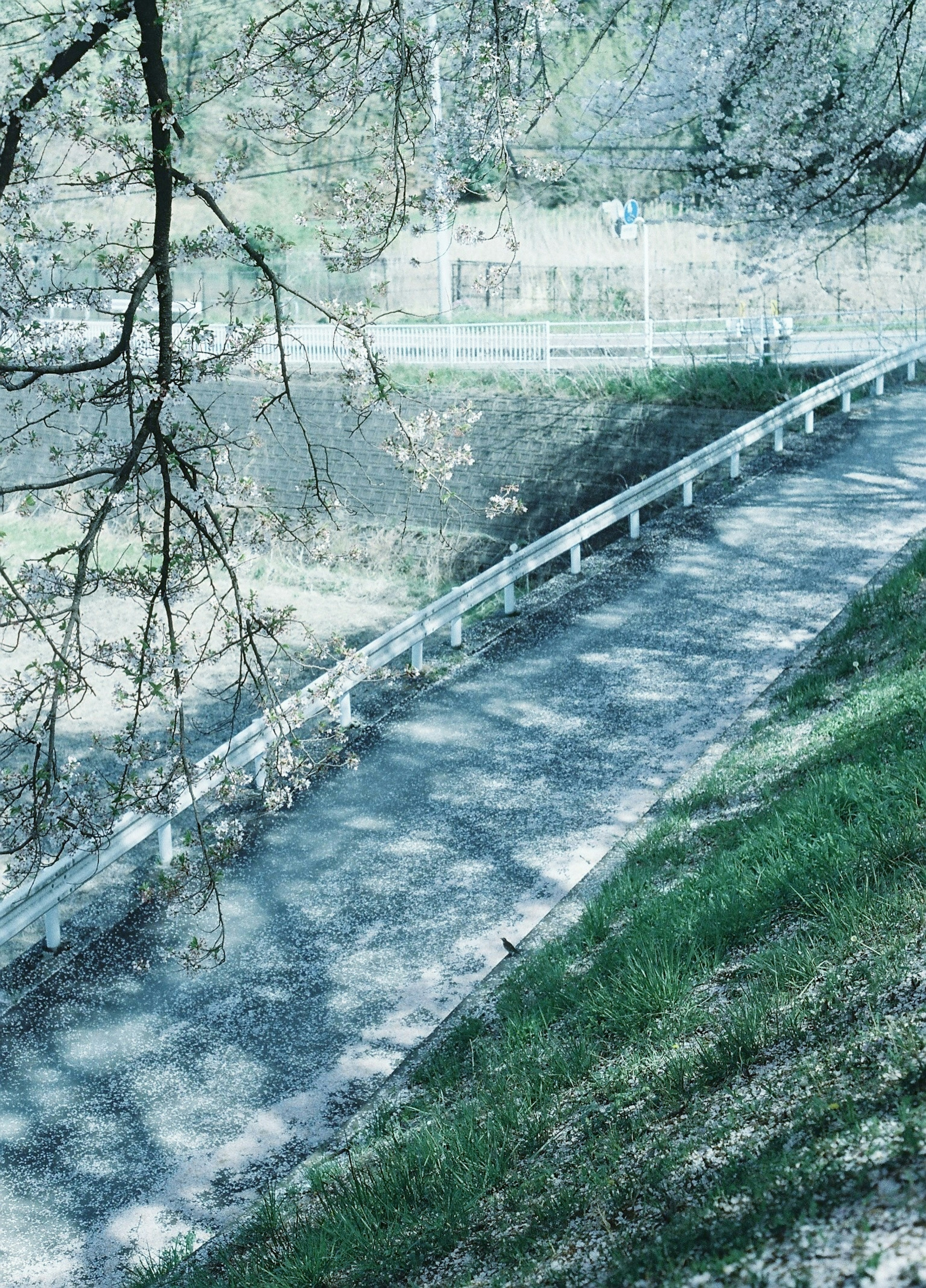 緑の草と影のある小道が見える風景