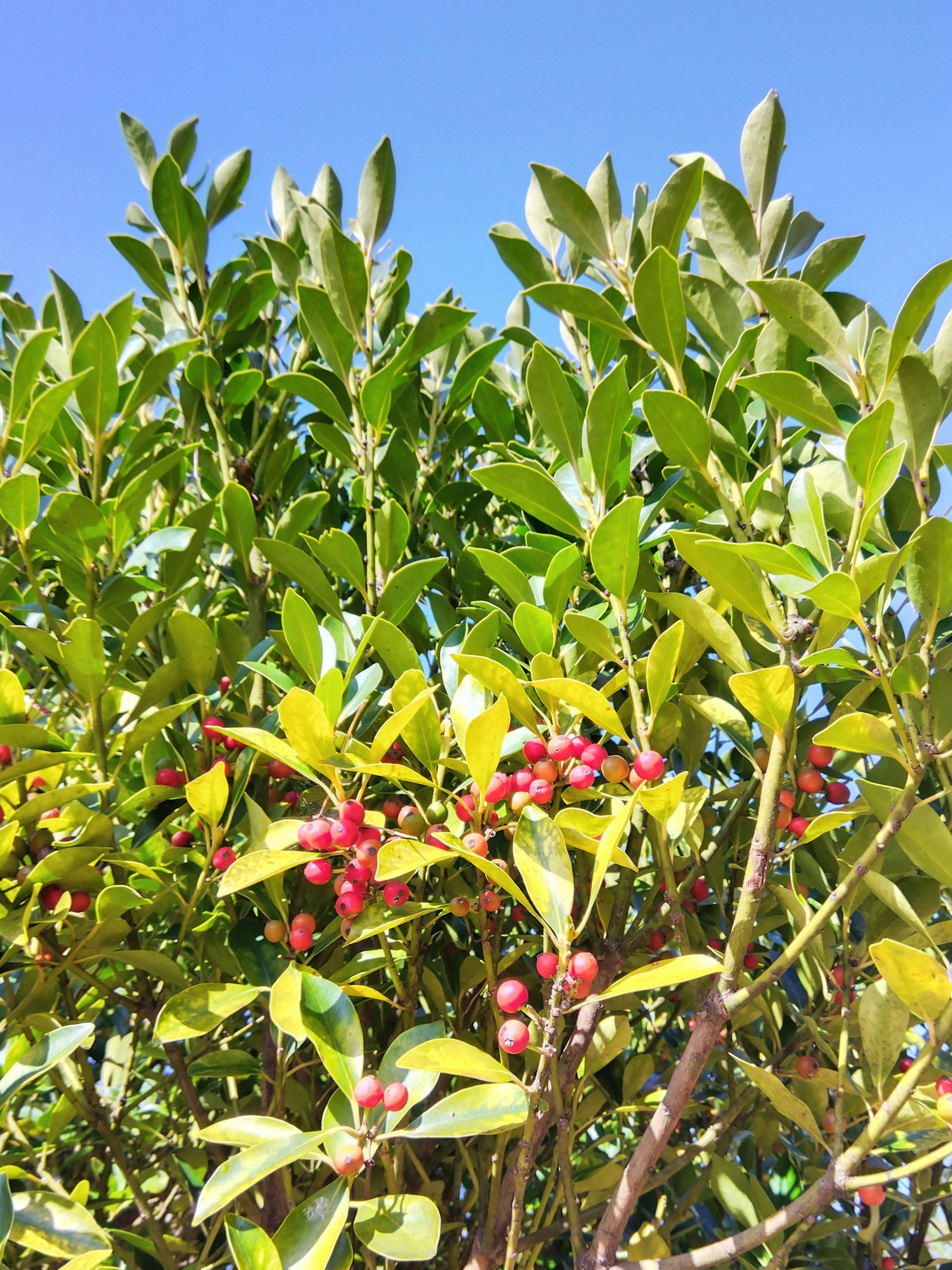 青空の下に赤い実と緑の葉がある植物