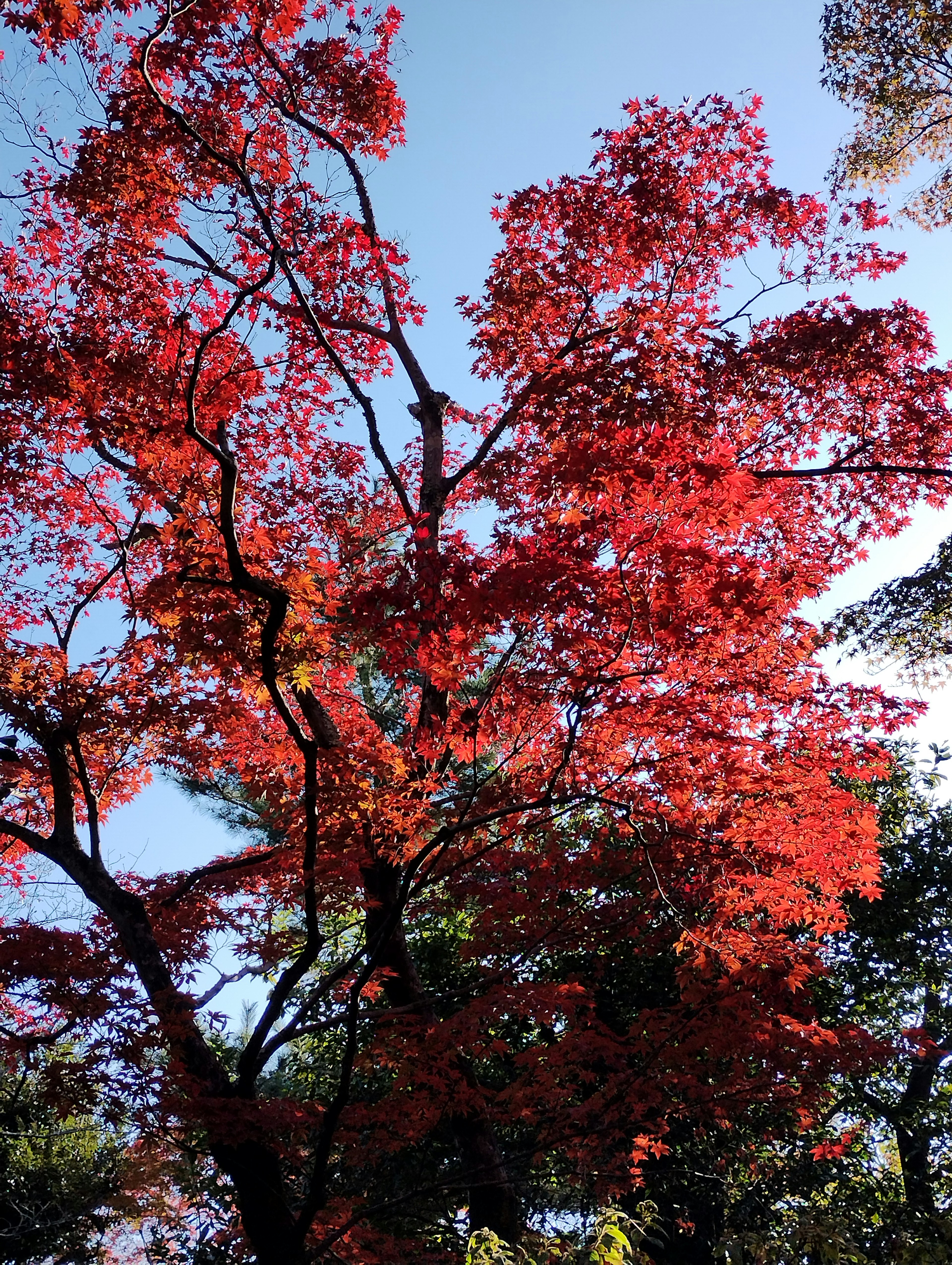 Scena autunnale con foglie rosse vivaci sugli alberi