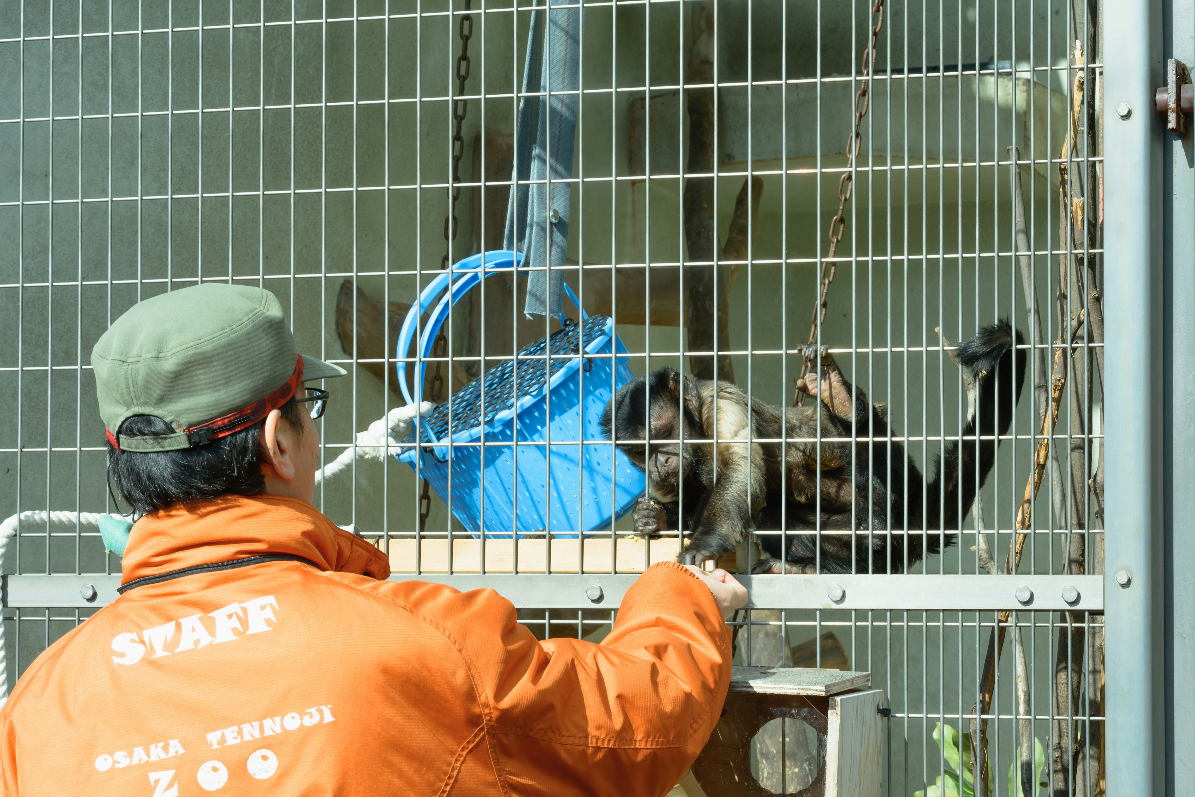 Un custode dello zoo che interagisce con una scimmia in una gabbia