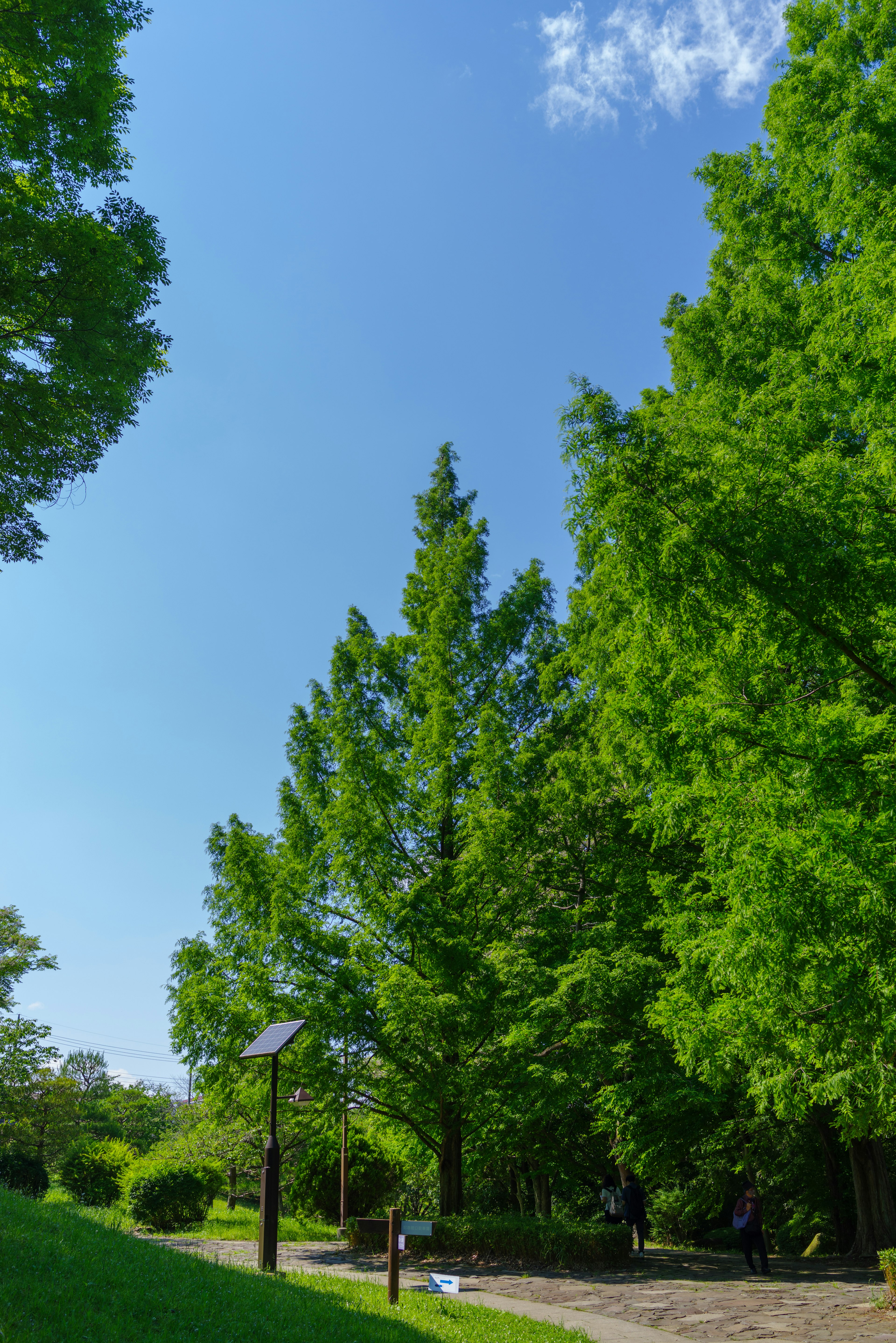 A landscape with lush green trees under a clear blue sky